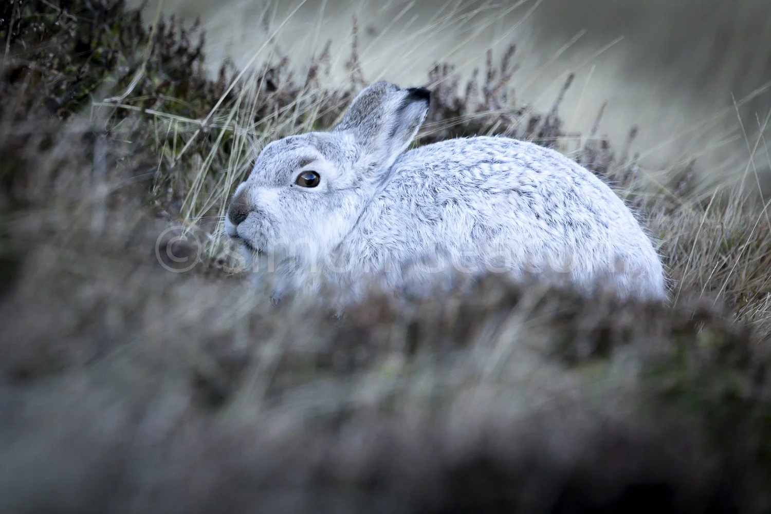 mountain hare on a scottish mountain side