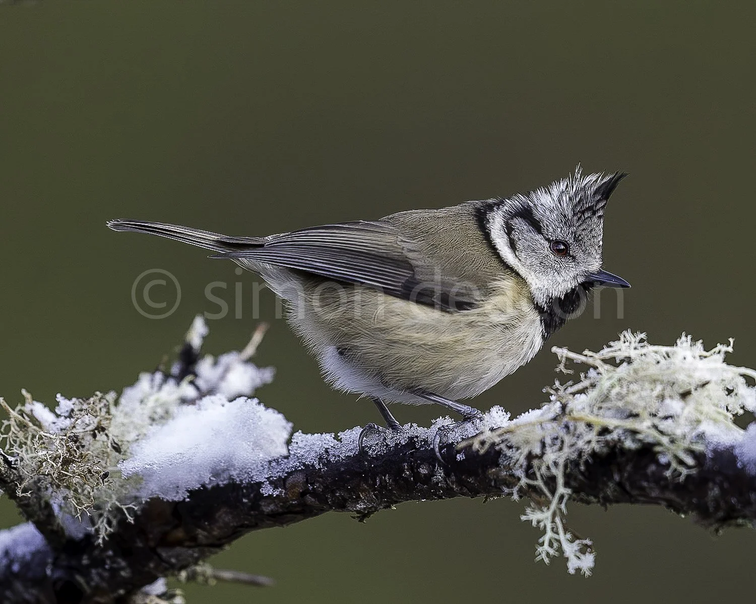 Crested Tit on a Winter's Branch