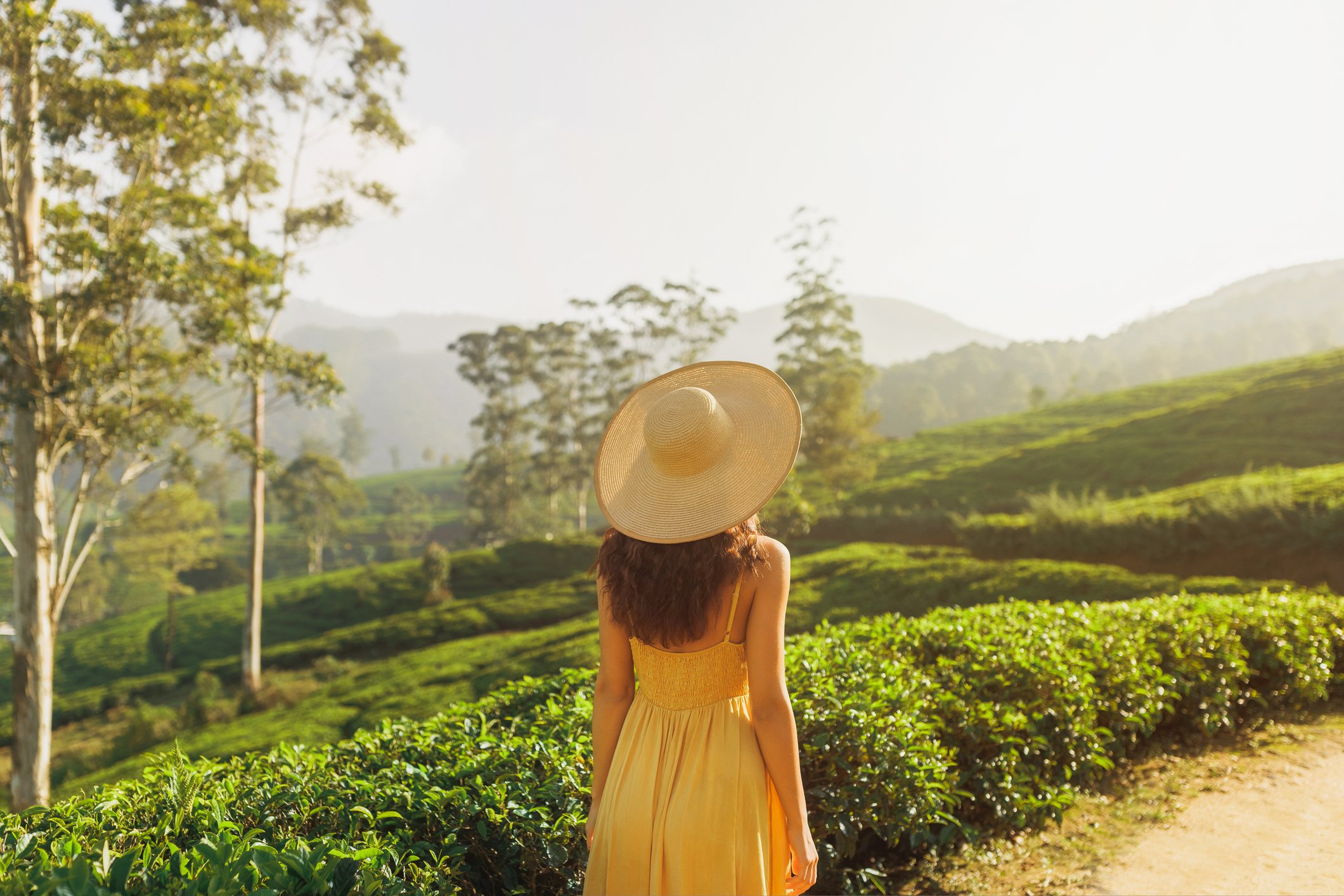A woman in a yellow dress and large sun hat stands in a lush green tea plantation, facing away, with trees and mountains in the background during daytime.