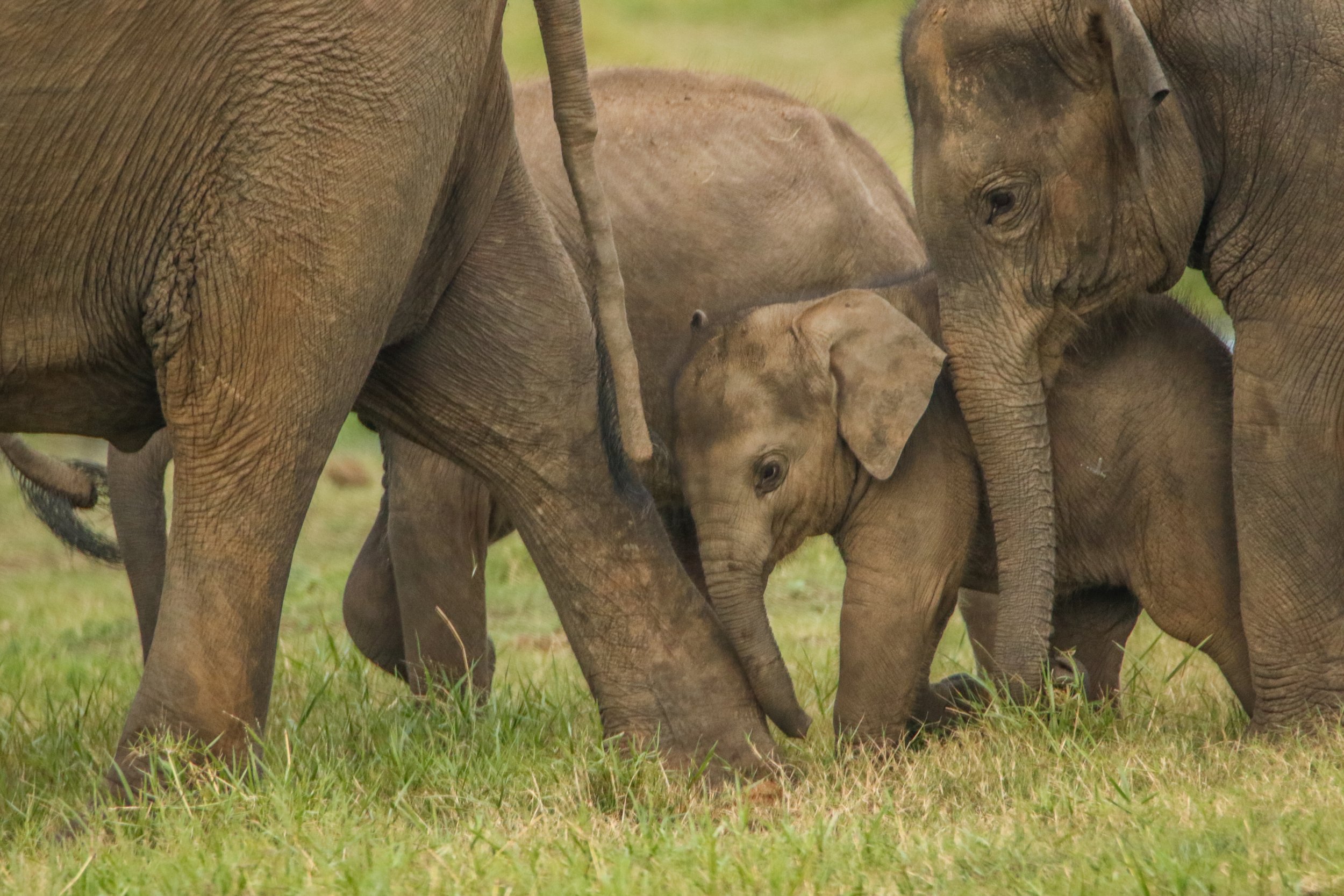 Group of elephants grazing on grass in a field.