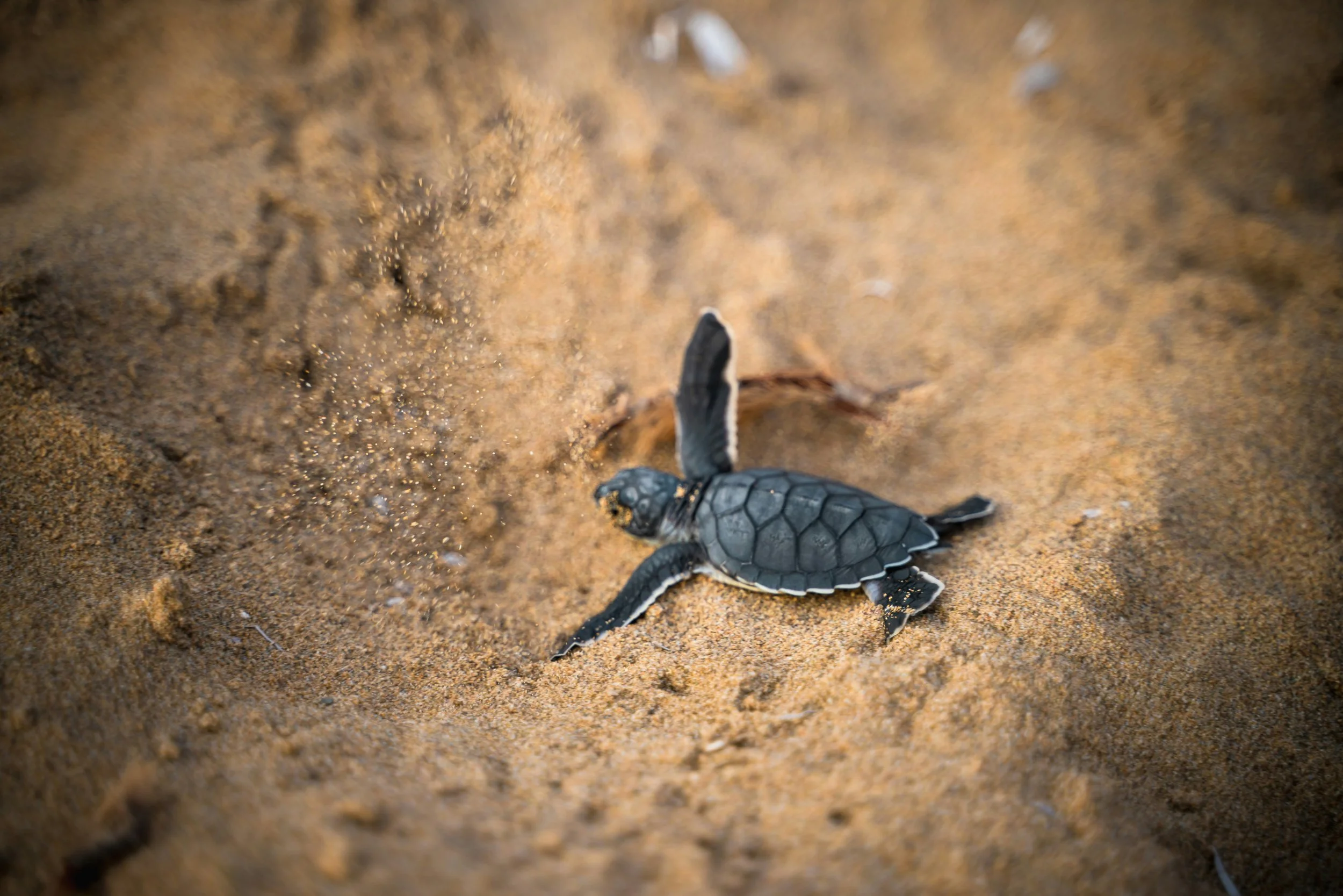 A baby sea turtle crawling on sandy beach toward the water with sand particles flying in the air.