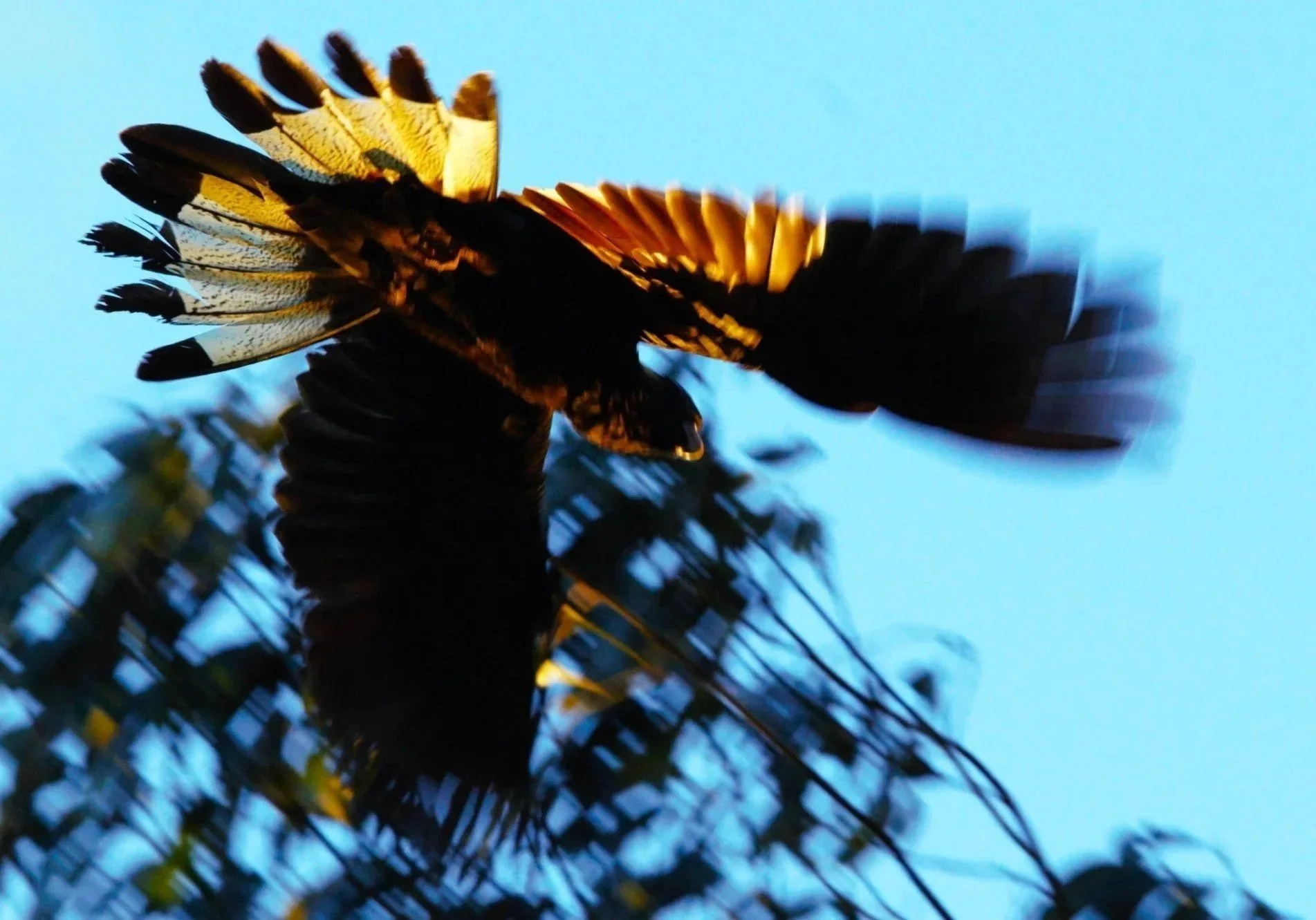 My favorite Bird, Yellow tail black cockatoo, daily visits.