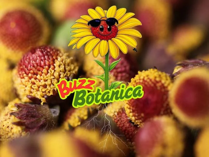 Illustration of a smiling ladybug with sunglasses on a yellow sunflower with green leaves, labeled Buzz Botanica, surrounded by berries.