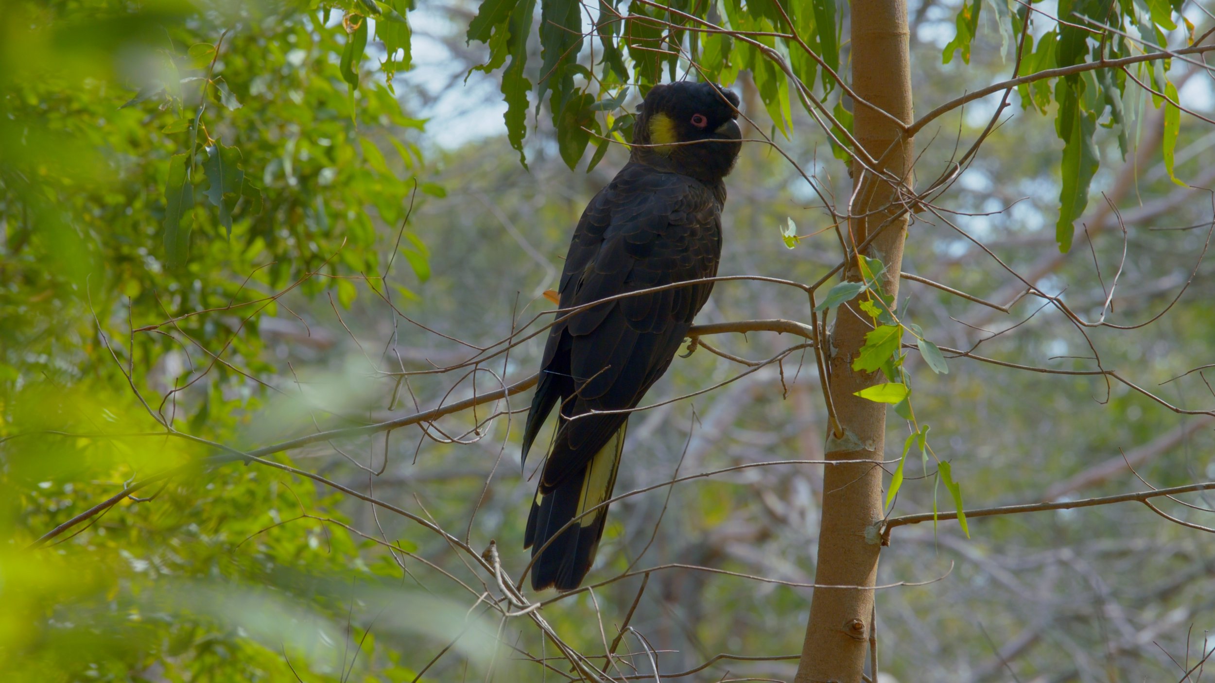 Yellow tail black cockatoo, visits me.