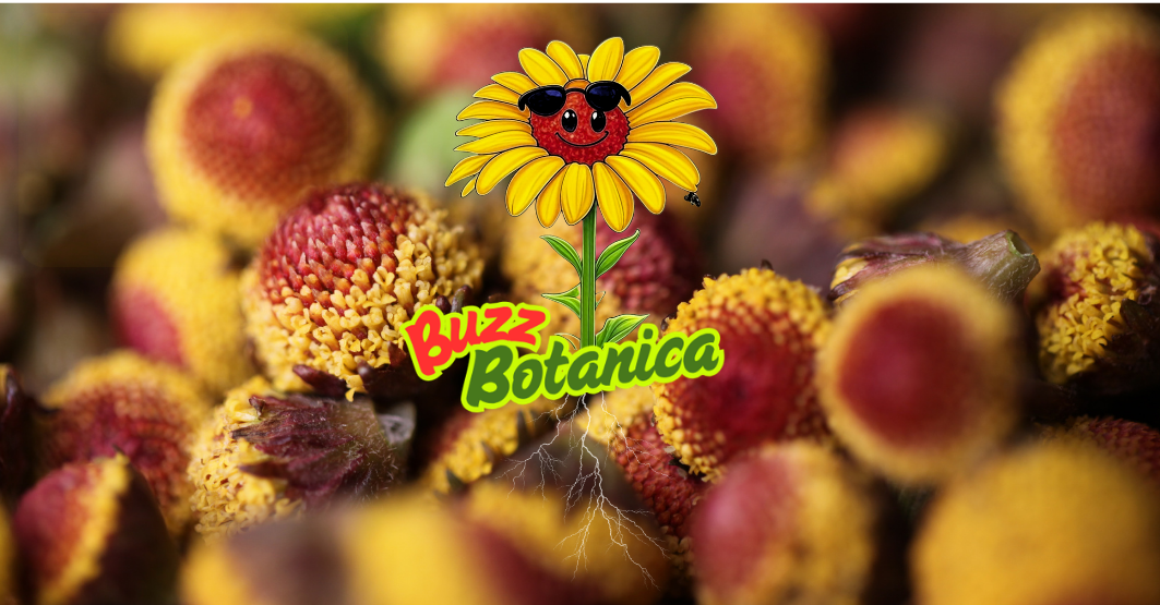 Close-up of yellow and red wildflowers with Buzz Botanica logo featuring a cartoon sunflower with sunglasses and a smiling face.