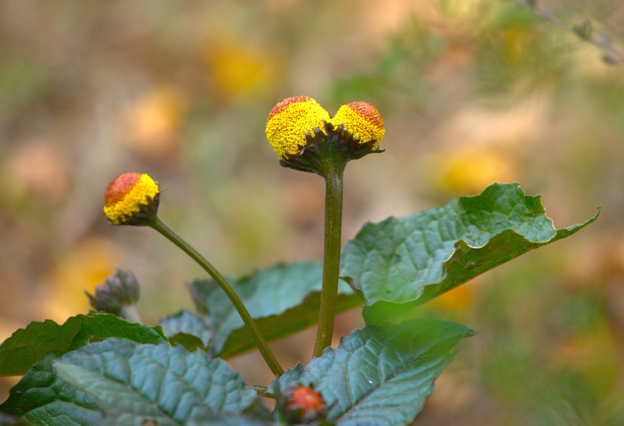 spilanthes flower