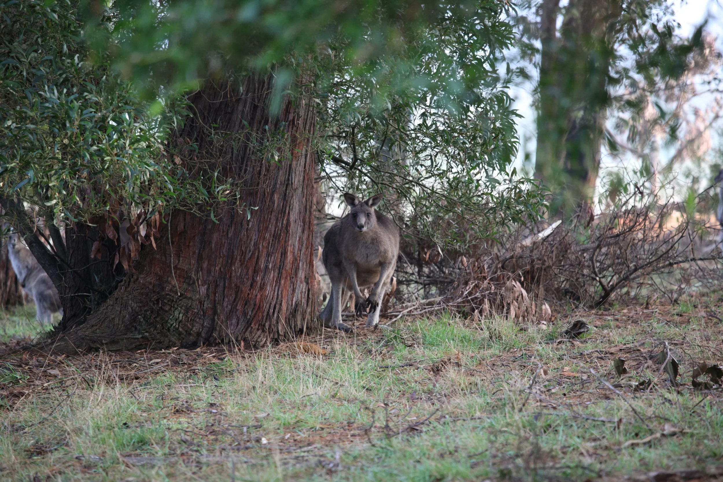 Just before he chased me