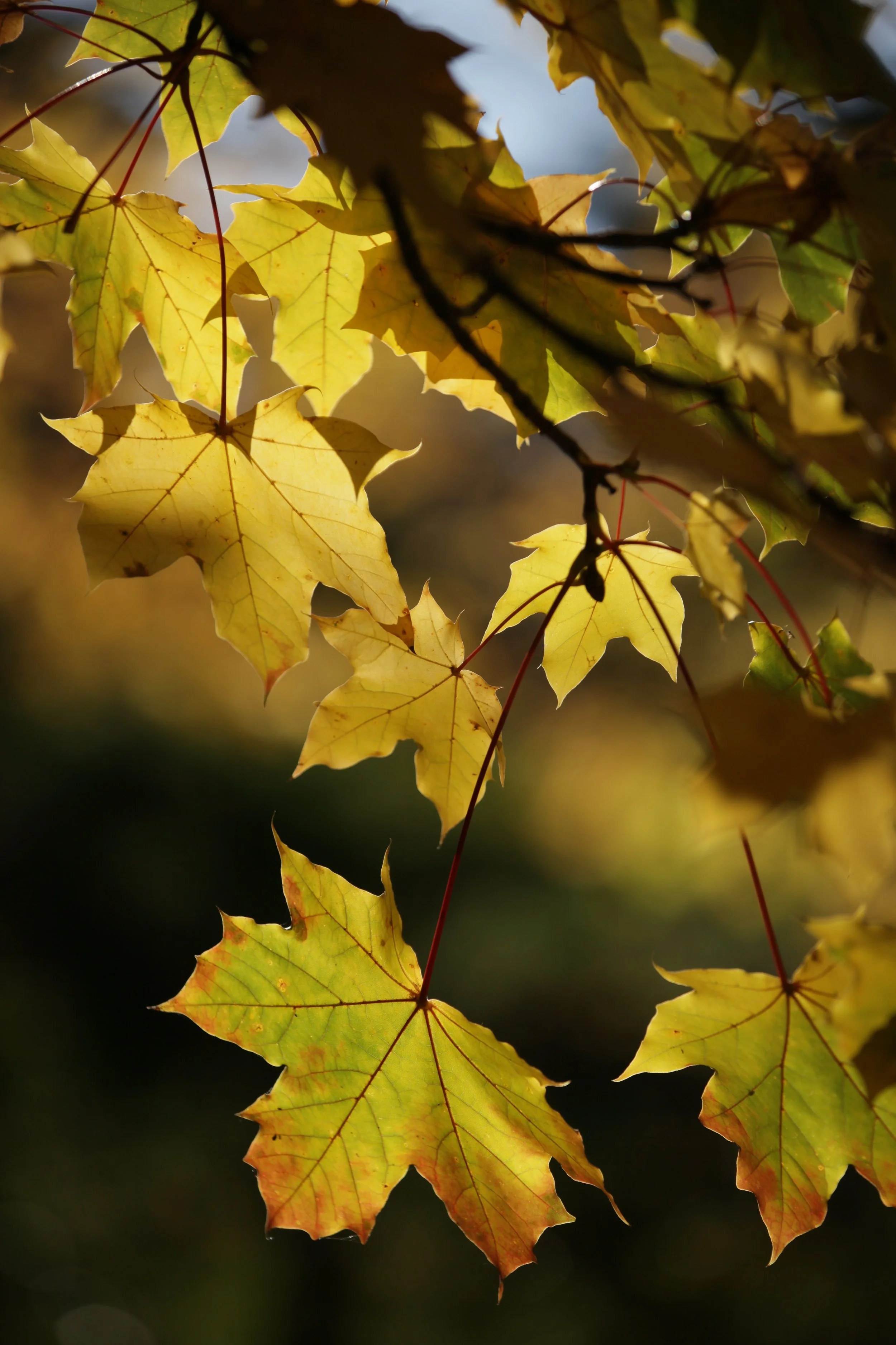 My favorite time of the year