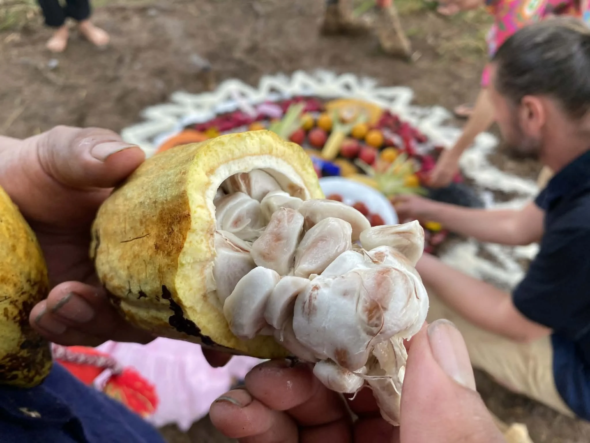 Cacao ceremony with Daintree forest cacao