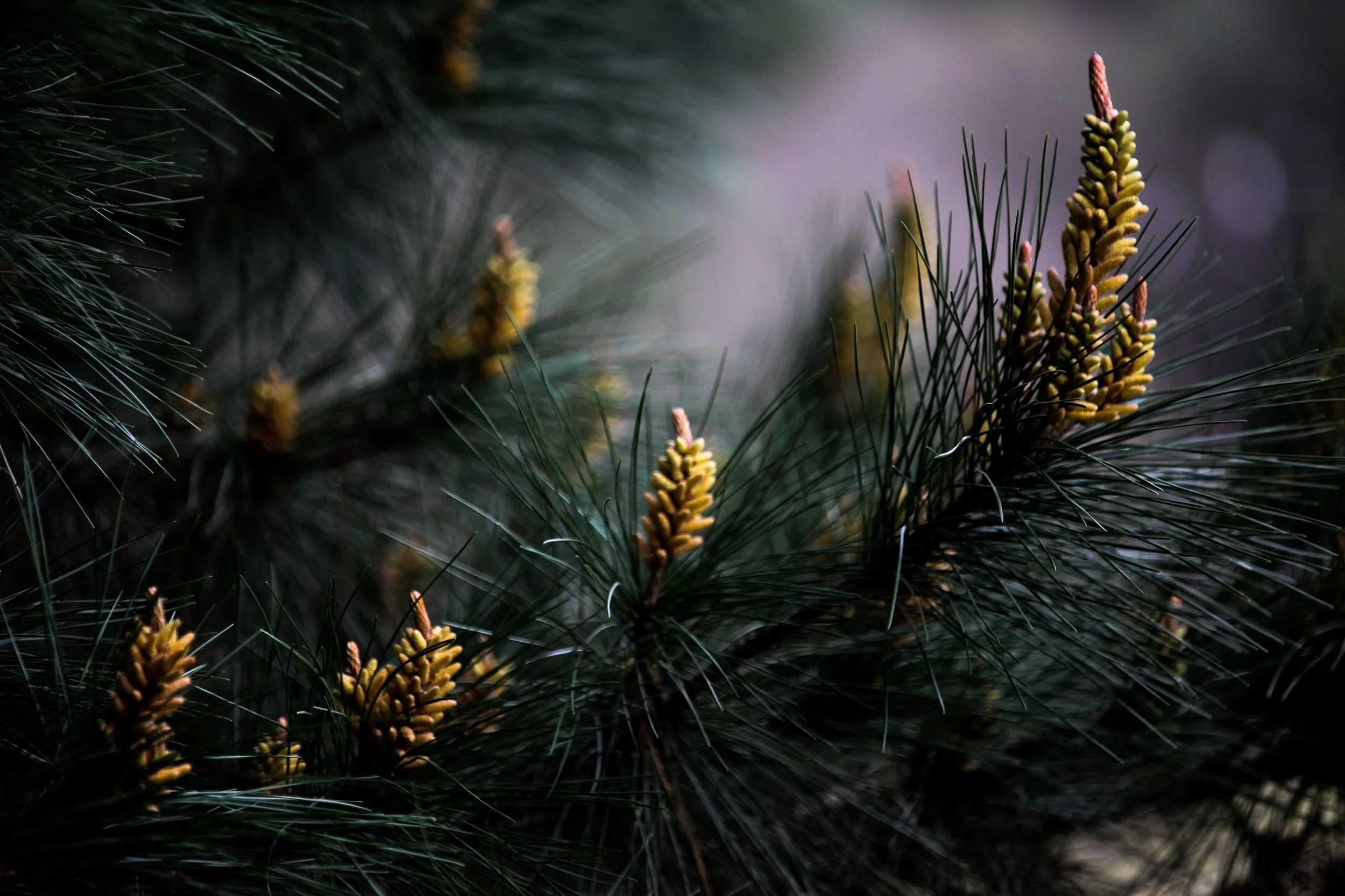 Pine pollen