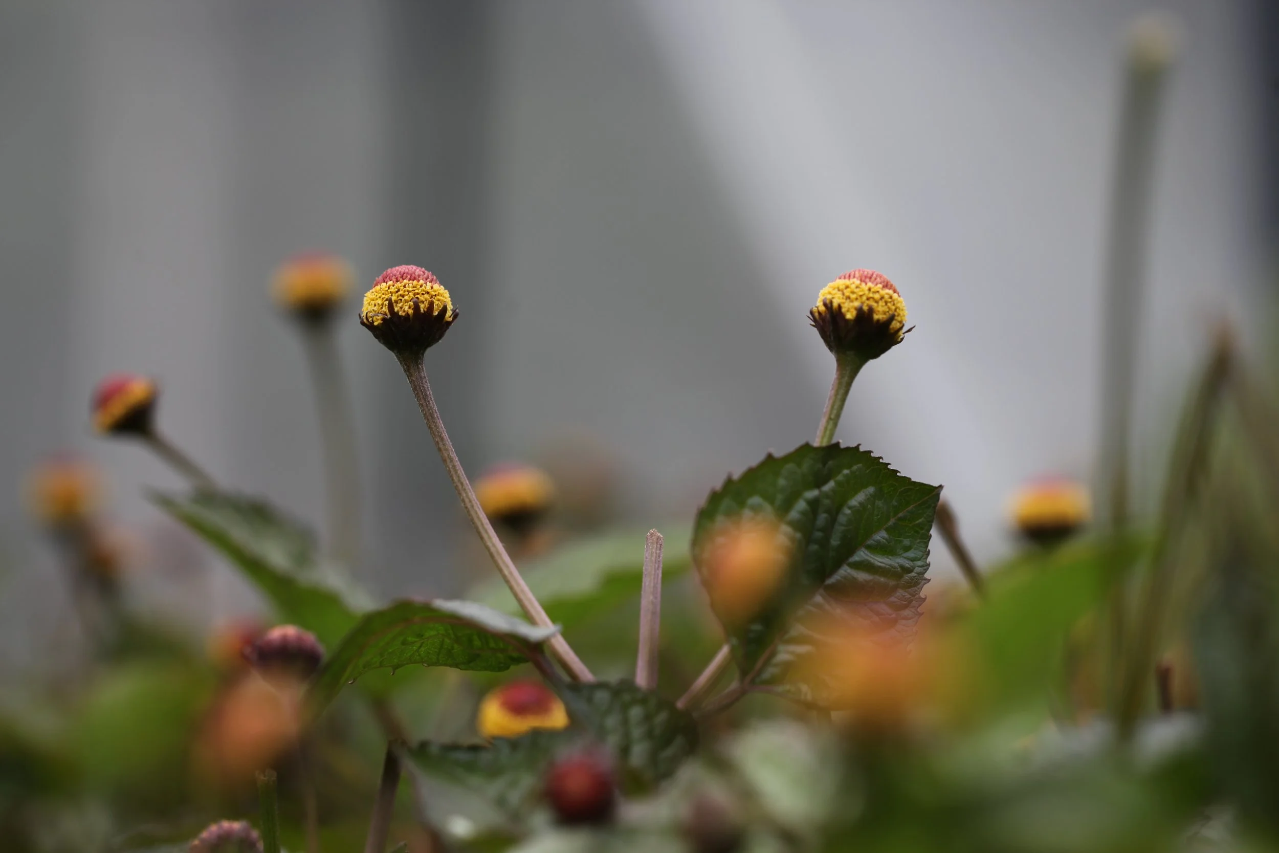 earth rituals, natural products, shamanic product