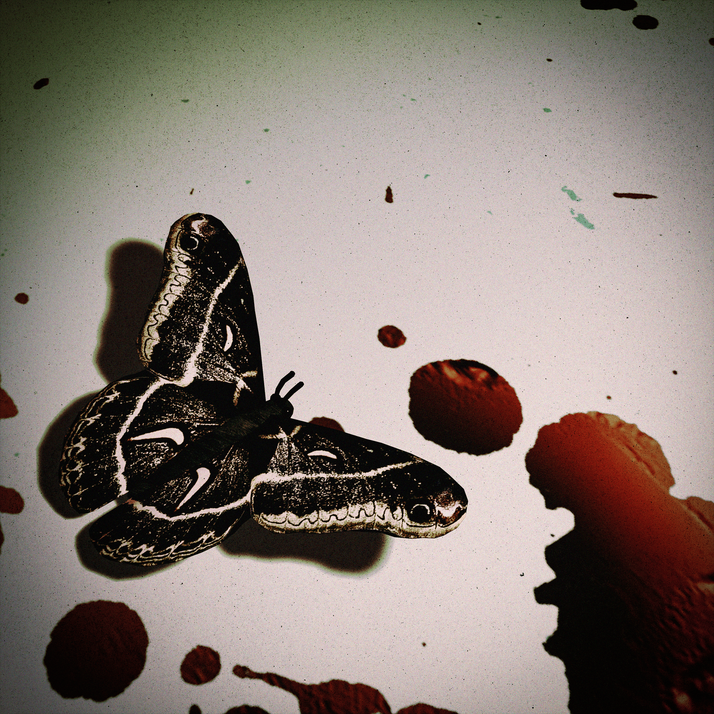 butterfly new compressed.png