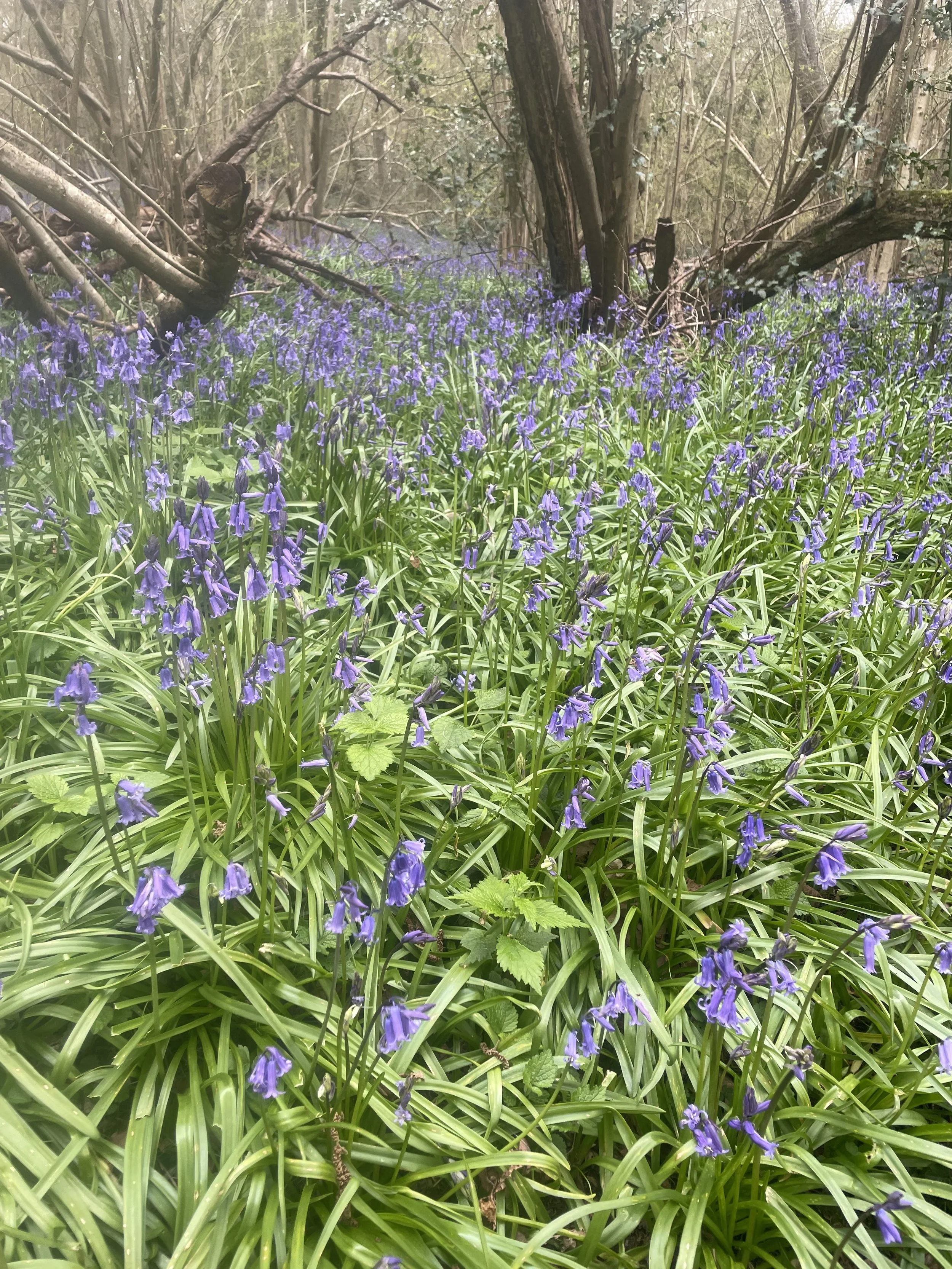 Spring Has Sprung - And So Has My Garden