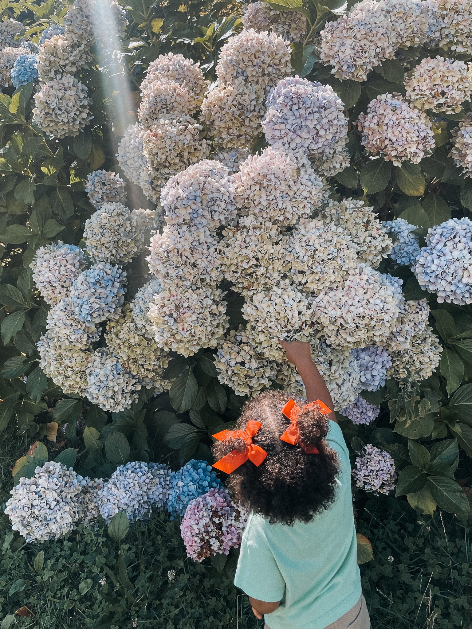 A young girl with curly hair tied with red bows, wearing a light green shirt, is reaching out to touch large, colorful hydrangea flowers on a bush.