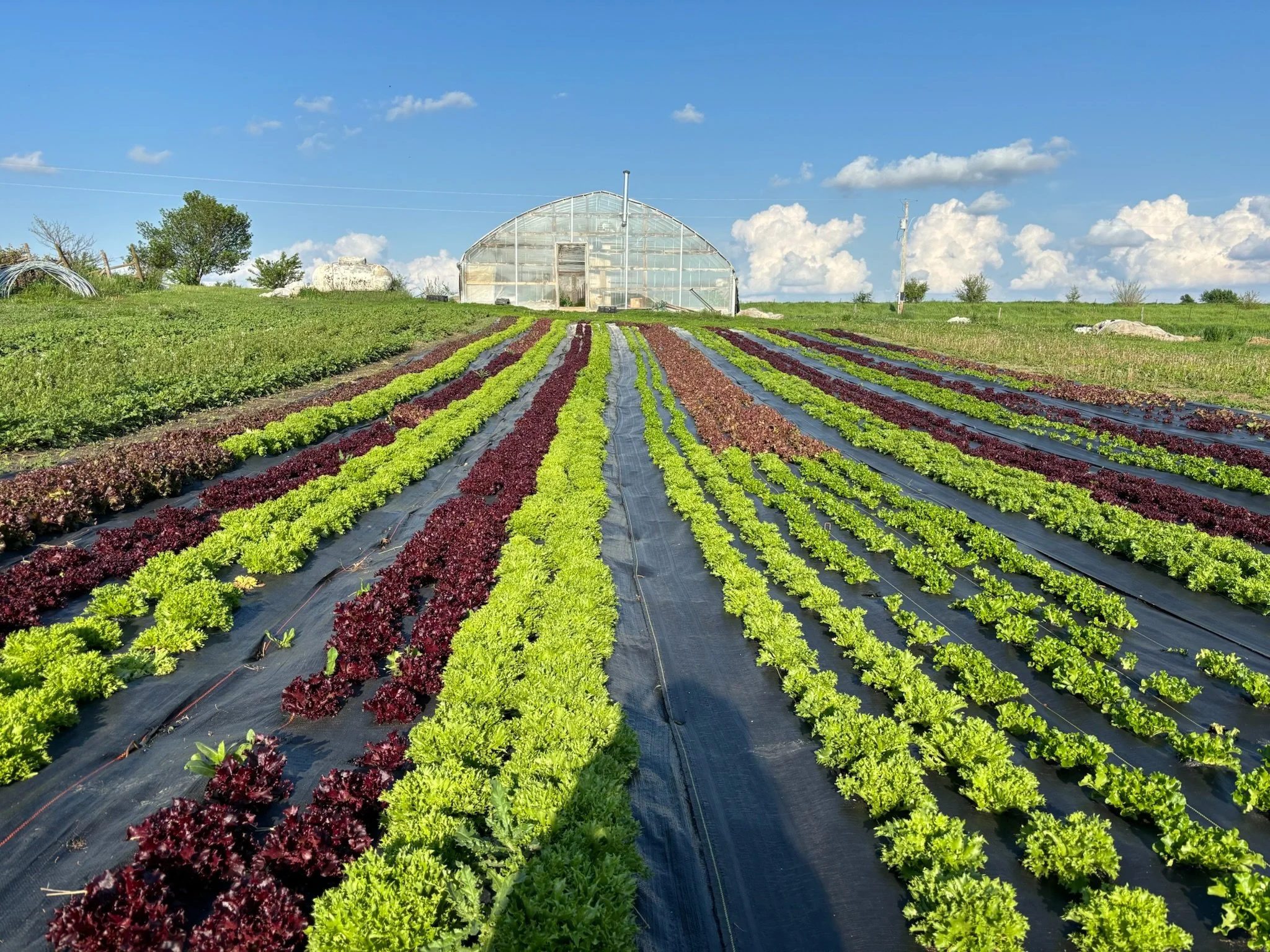 Rows of green and red lettuce plants growing on black plastic mulch in a farm field with a greenhouse in the background and a blue sky with clouds overhead.