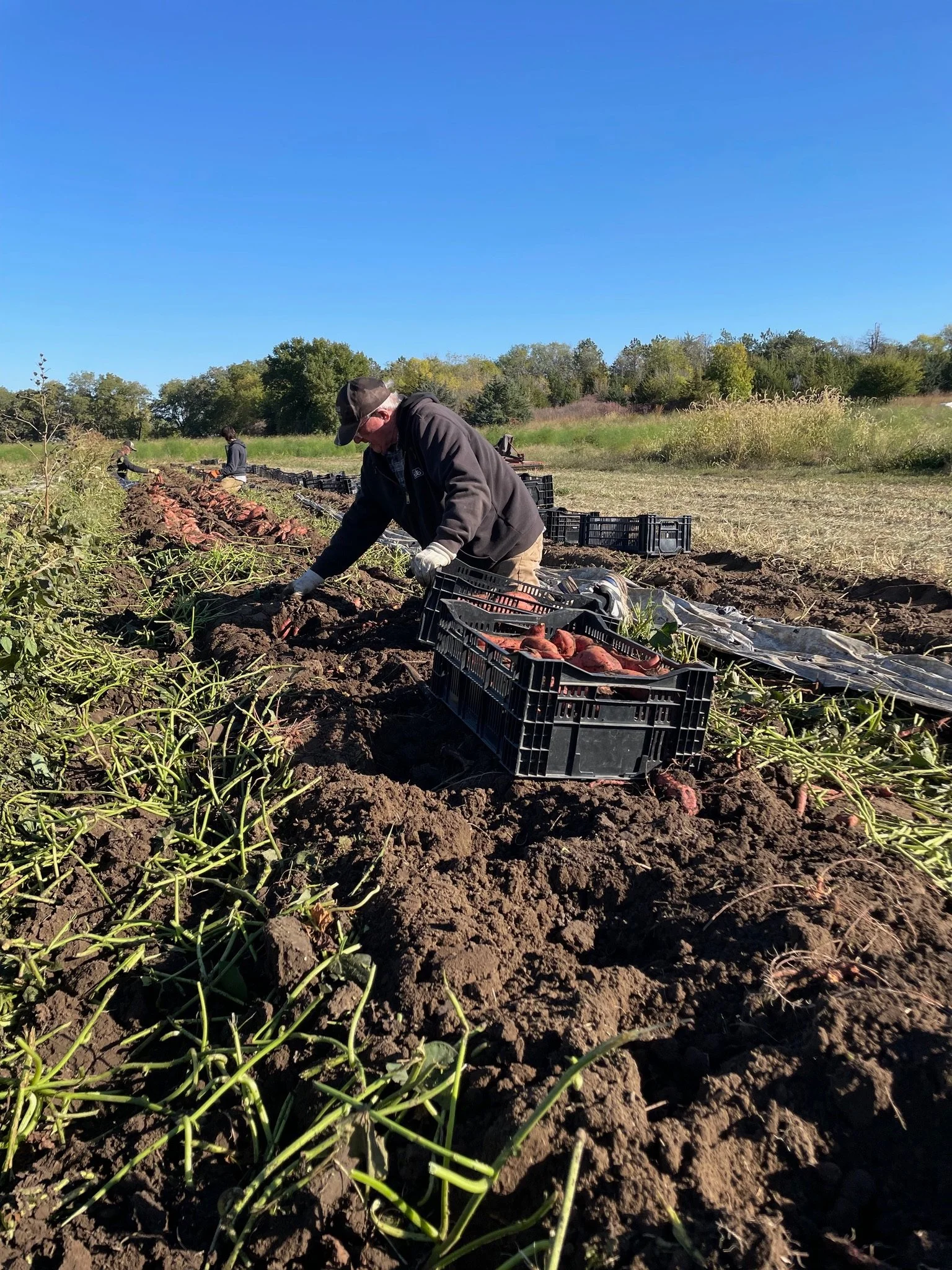 People harvesting sweet potatoes in a field on a sunny day.