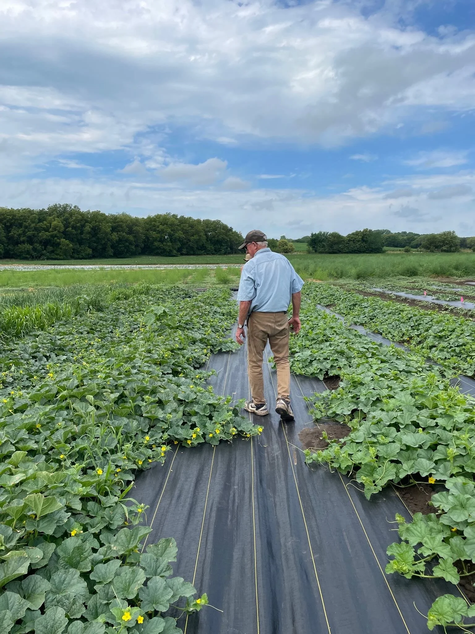 A man in a light blue shirt, khaki pants, and a cap walks through a farm row covered with black plastic mulch, surrounded by green plants, with a lush tree line and a partly cloudy sky in the background.