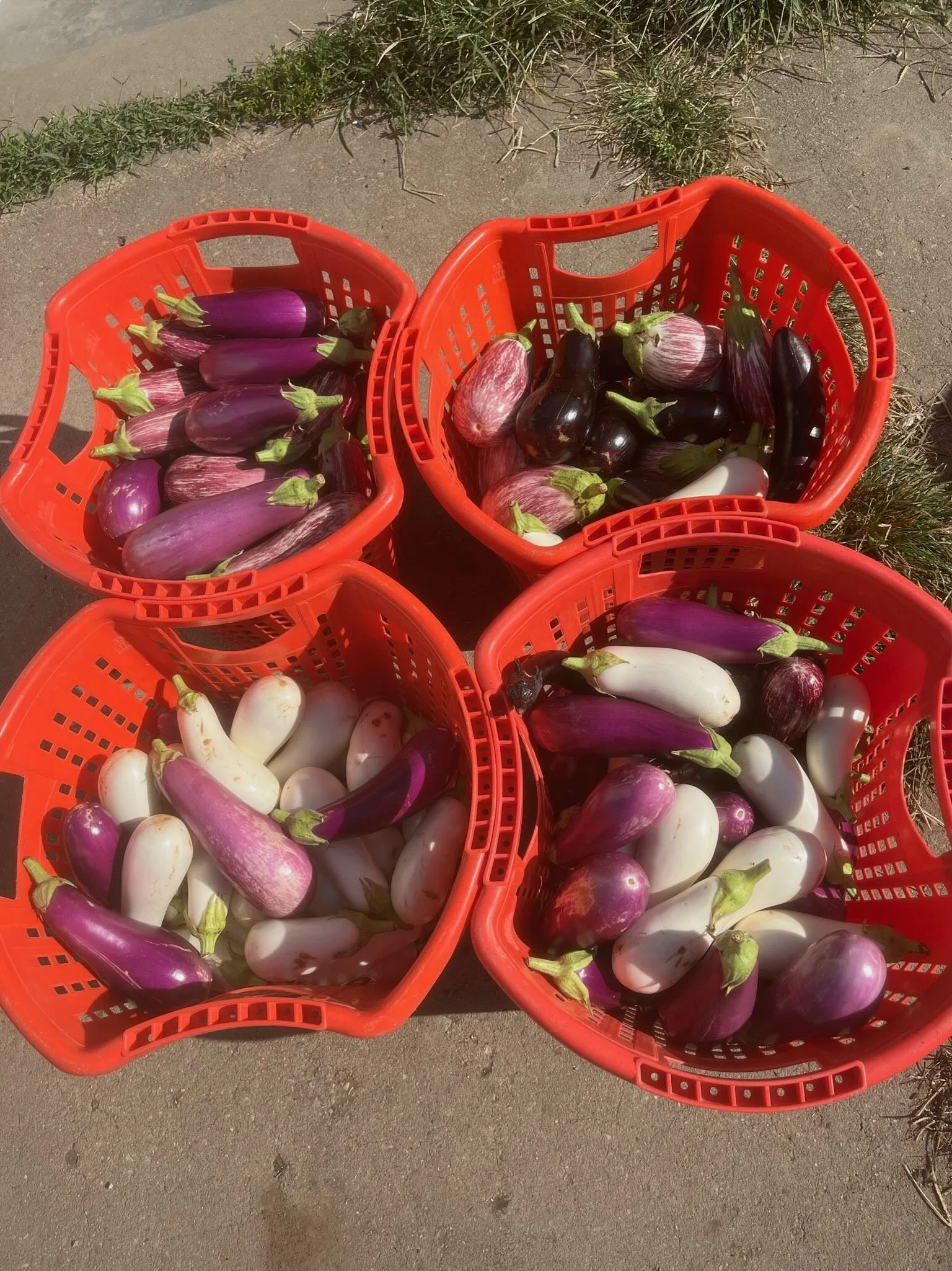 Four red plastic baskets filled with freshly harvested eggplants in various colors—purple, white, and striped—placed on a concrete surface outdoors.
