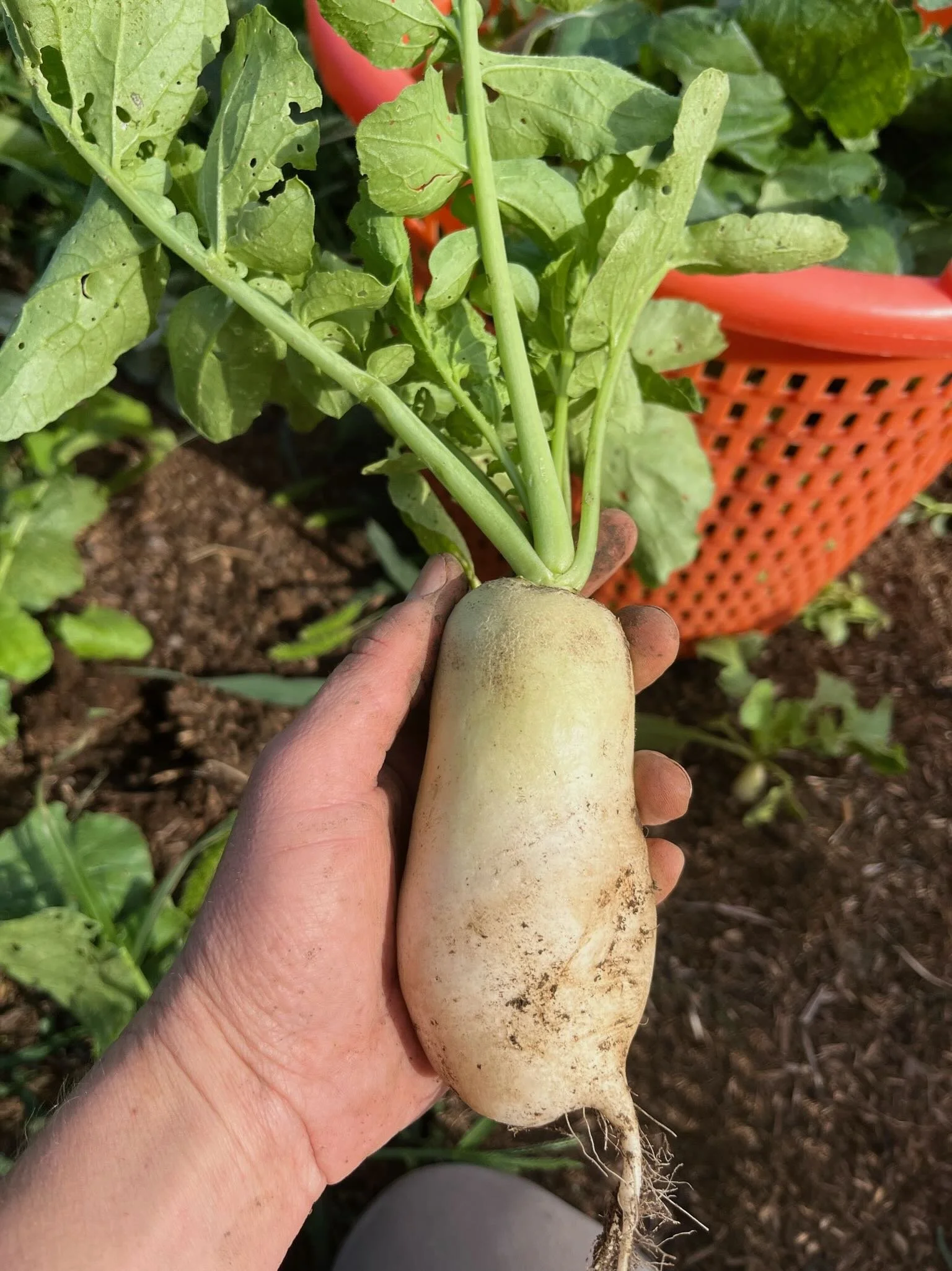Close-up of a large, white radish with green leaves, held in a person's hand in a garden with soil and an orange basket in the background.