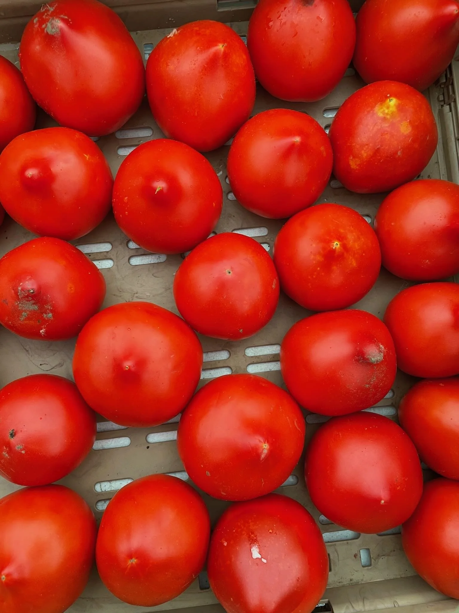 Several ripe red tomatoes placed on a gray plastic crate.