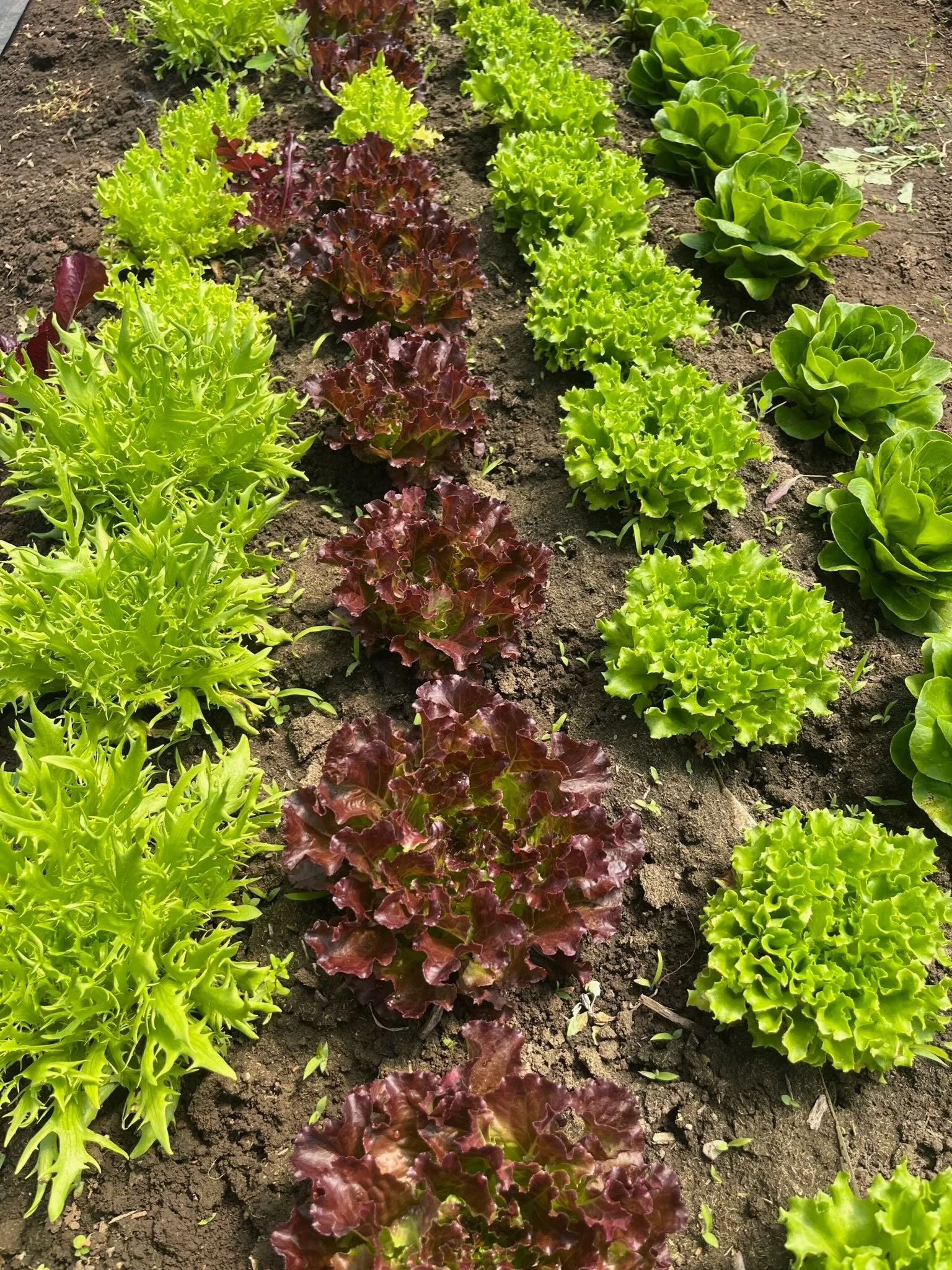 Rows of different types of lettuce growing in a garden, including green leaf lettuce, red leaf lettuce, and romaine lettuce, in well-tilled soil.
