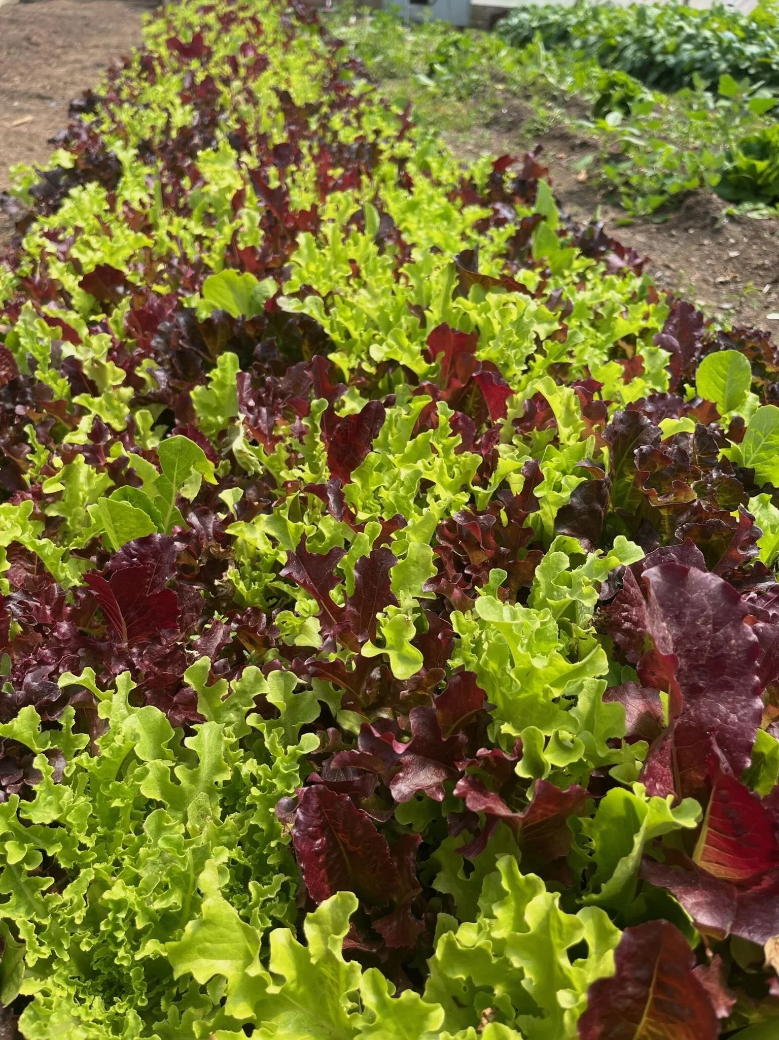 Close-up of green and red leafy lettuce plants growing in a garden bed.
