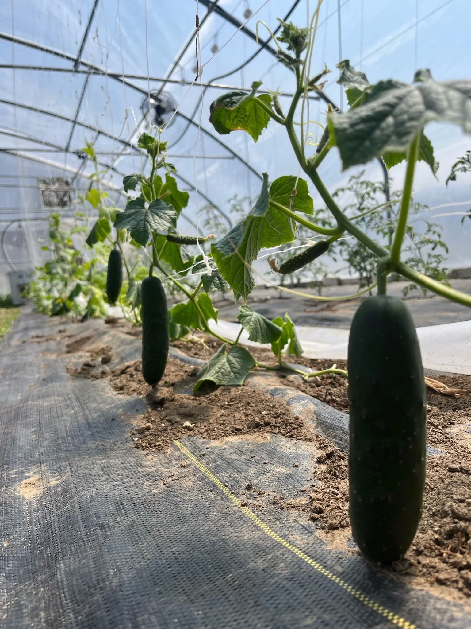 Close-up of cucumber plants growing inside a greenhouse with visible soil and black plastic mulch, supported by white plastic strings.