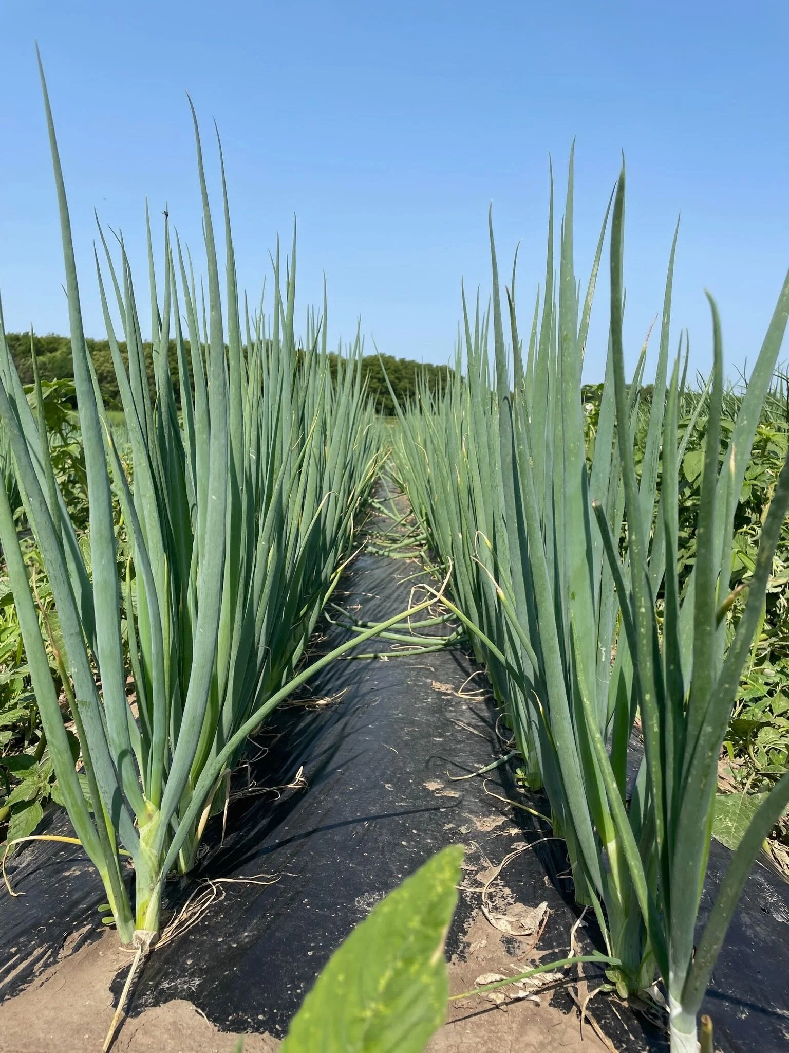 A field of green onion plants growing in rows with black plastic mulch on the ground and a clear blue sky overhead.