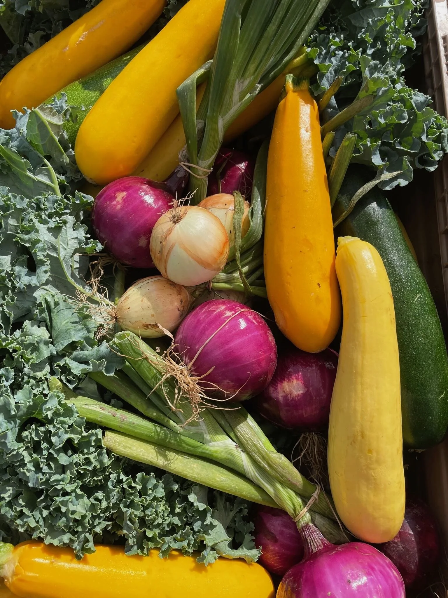 Various fresh vegetables including yellow squash, zucchini, red onions, white onions, kale, and green onions.