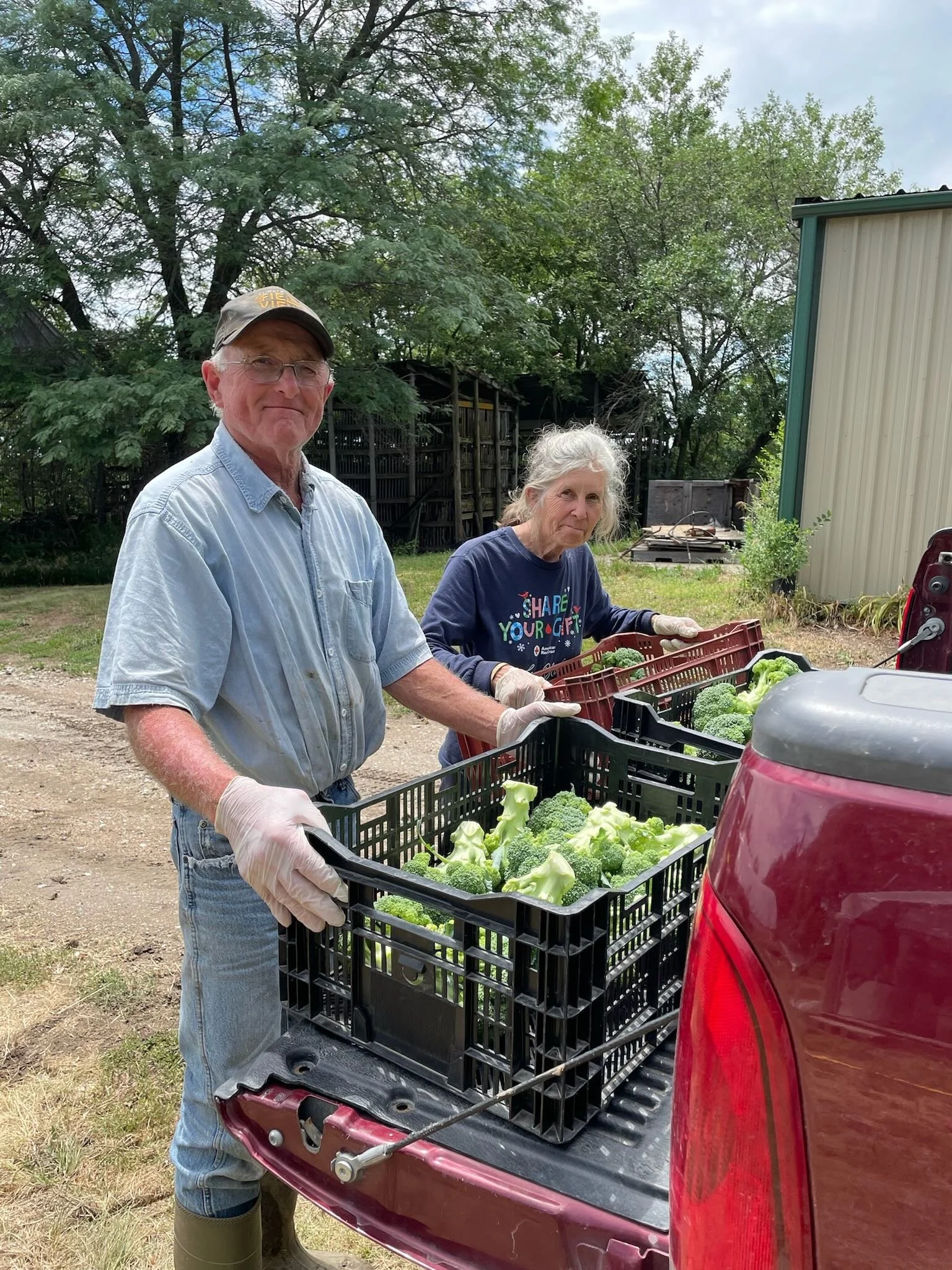 Two elderly people, a man and a woman, are packing fresh broccoli into black crates in the back of a red pickup truck outdoors near a building and trees.