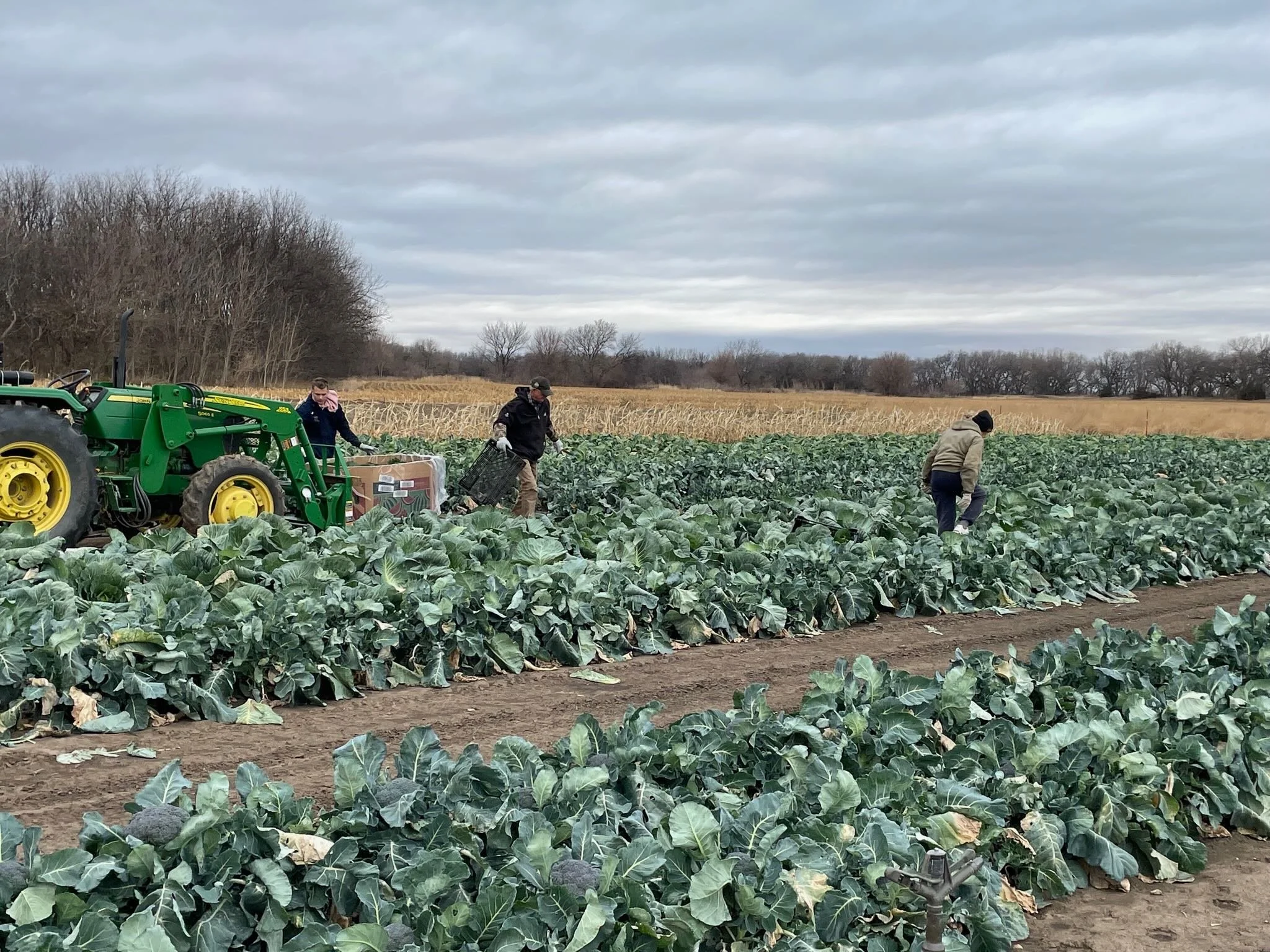 Three people working in a large field of leafy green vegetables, with field tools and tractor, under cloudy sky.