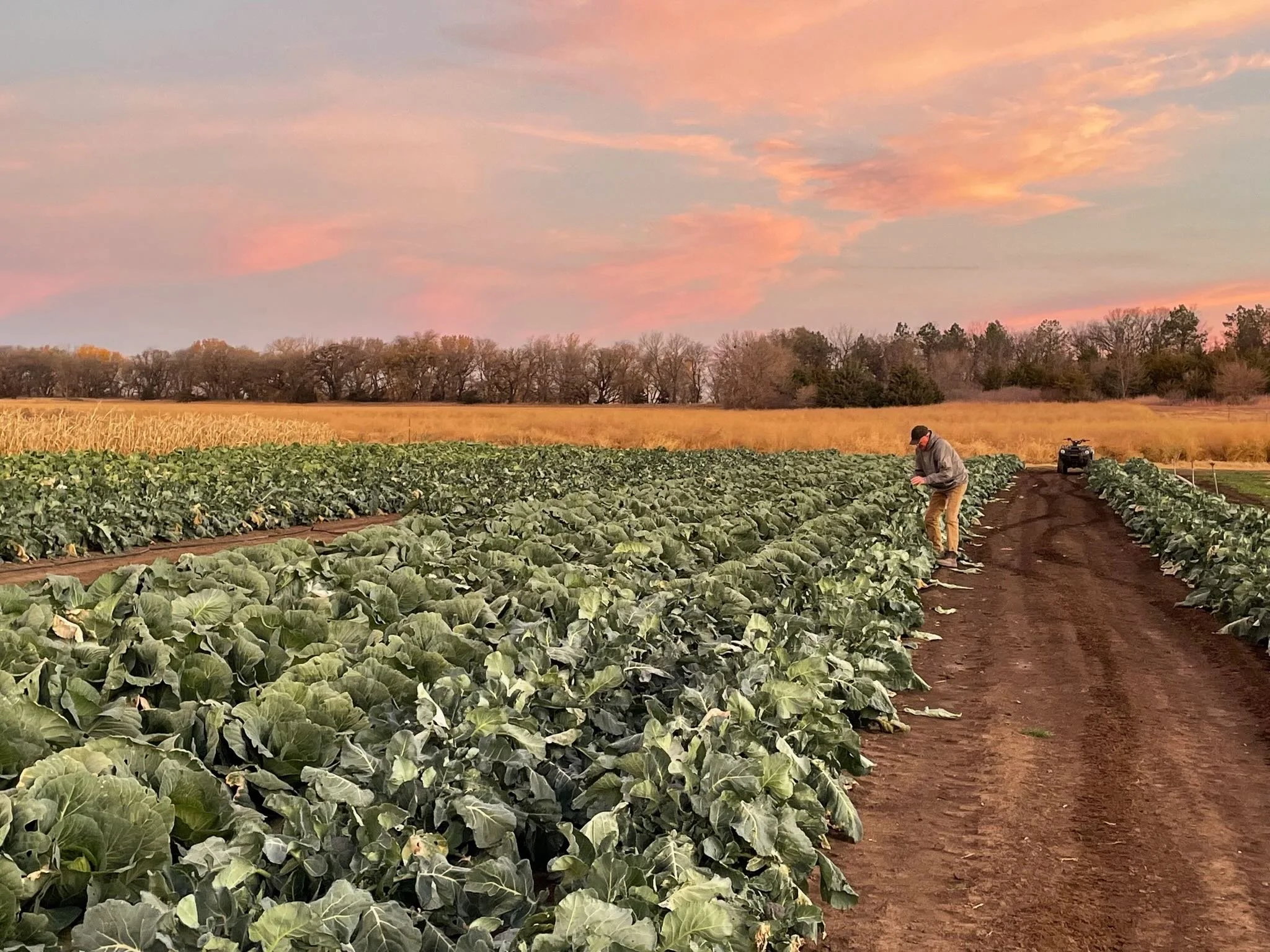 Farmer inspecting crops in a field at sunset with a dirt path, green leafy plants, beyond which there is a grassy area and trees, and pink and orange sky.