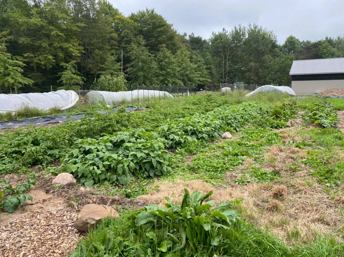 Fat Hawk Farm