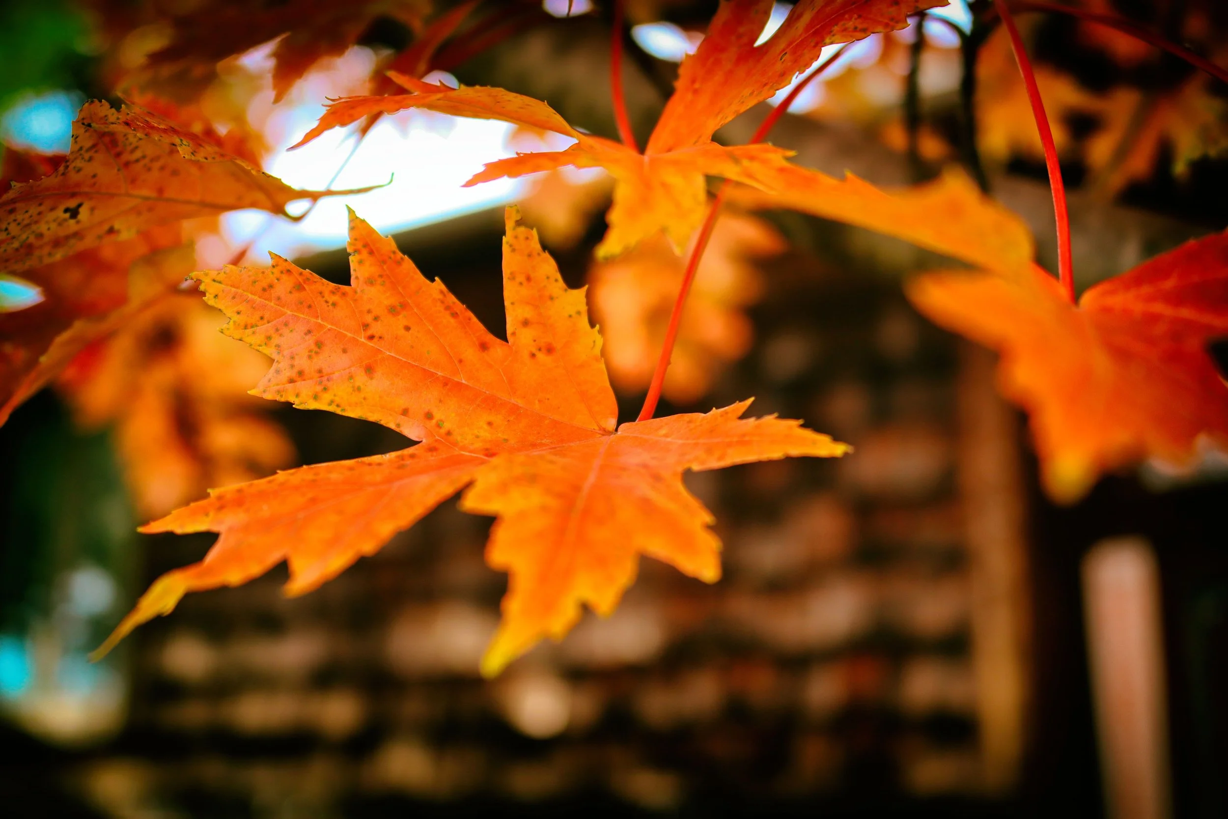 leafhouse2.JPG