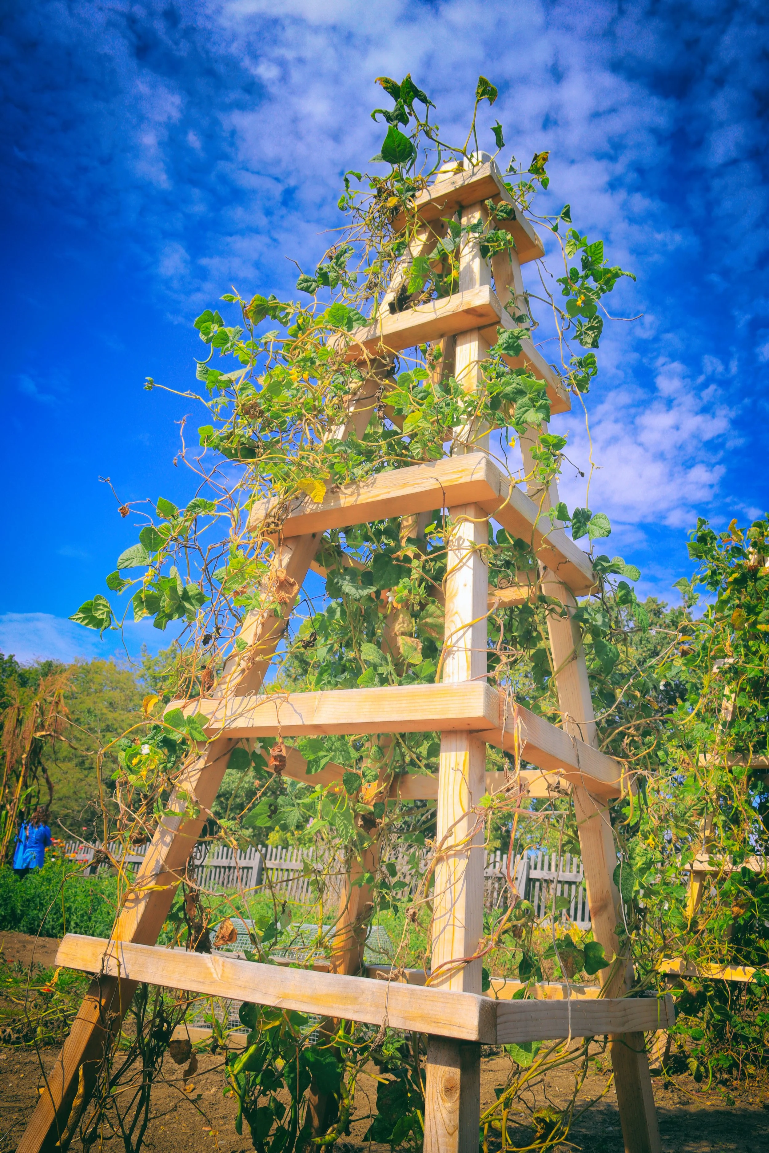 Trellis1.JPG
