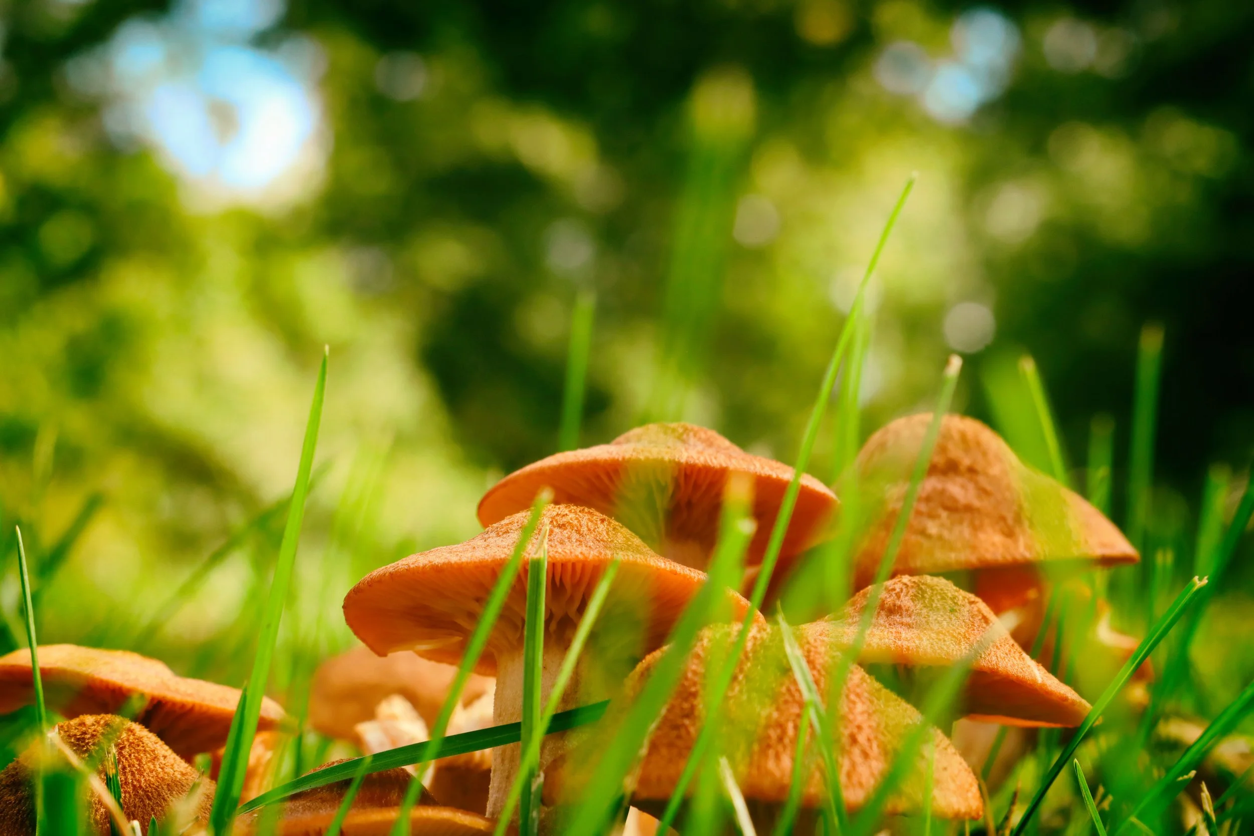 Mushies5.JPG