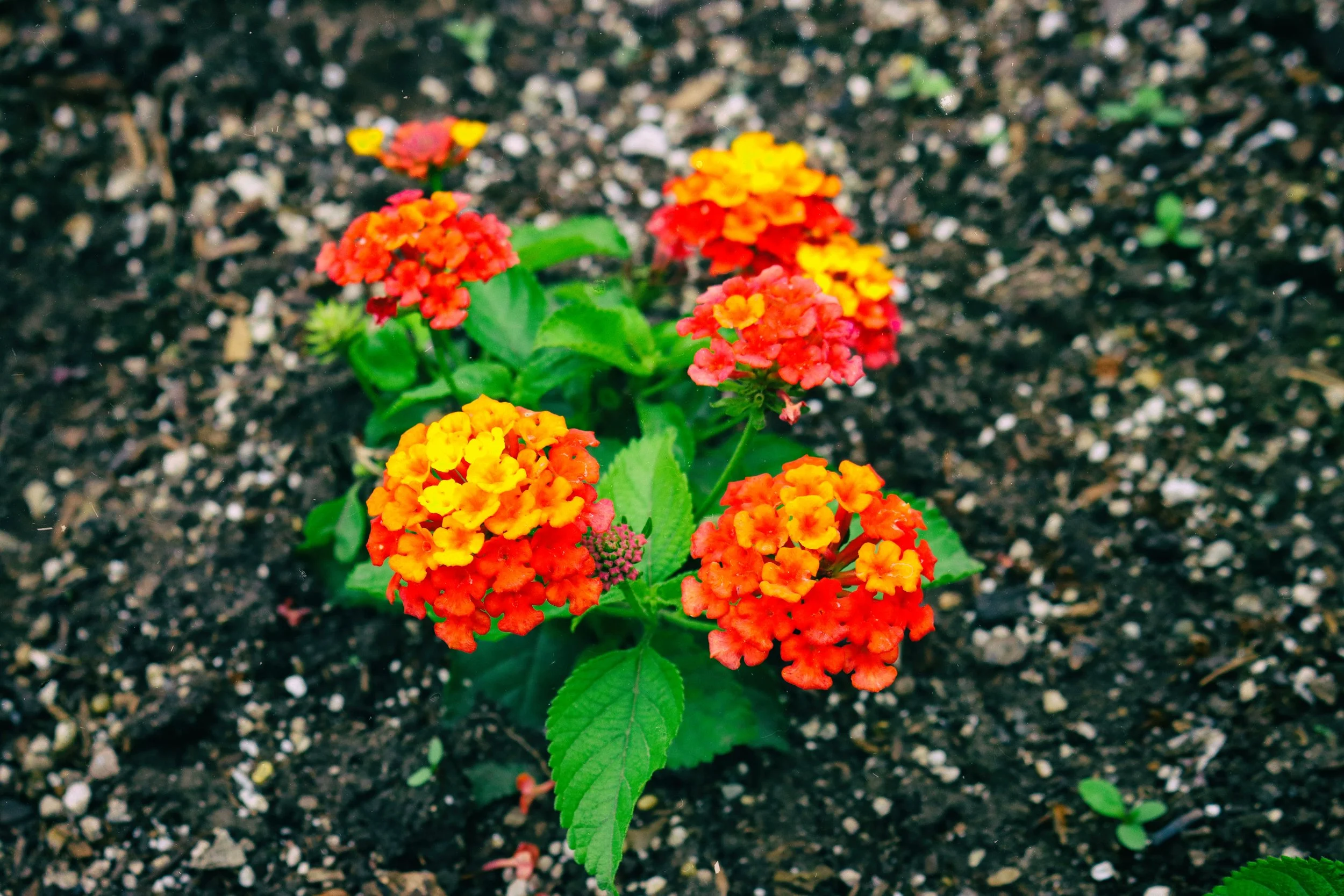 FLowers7.JPG
