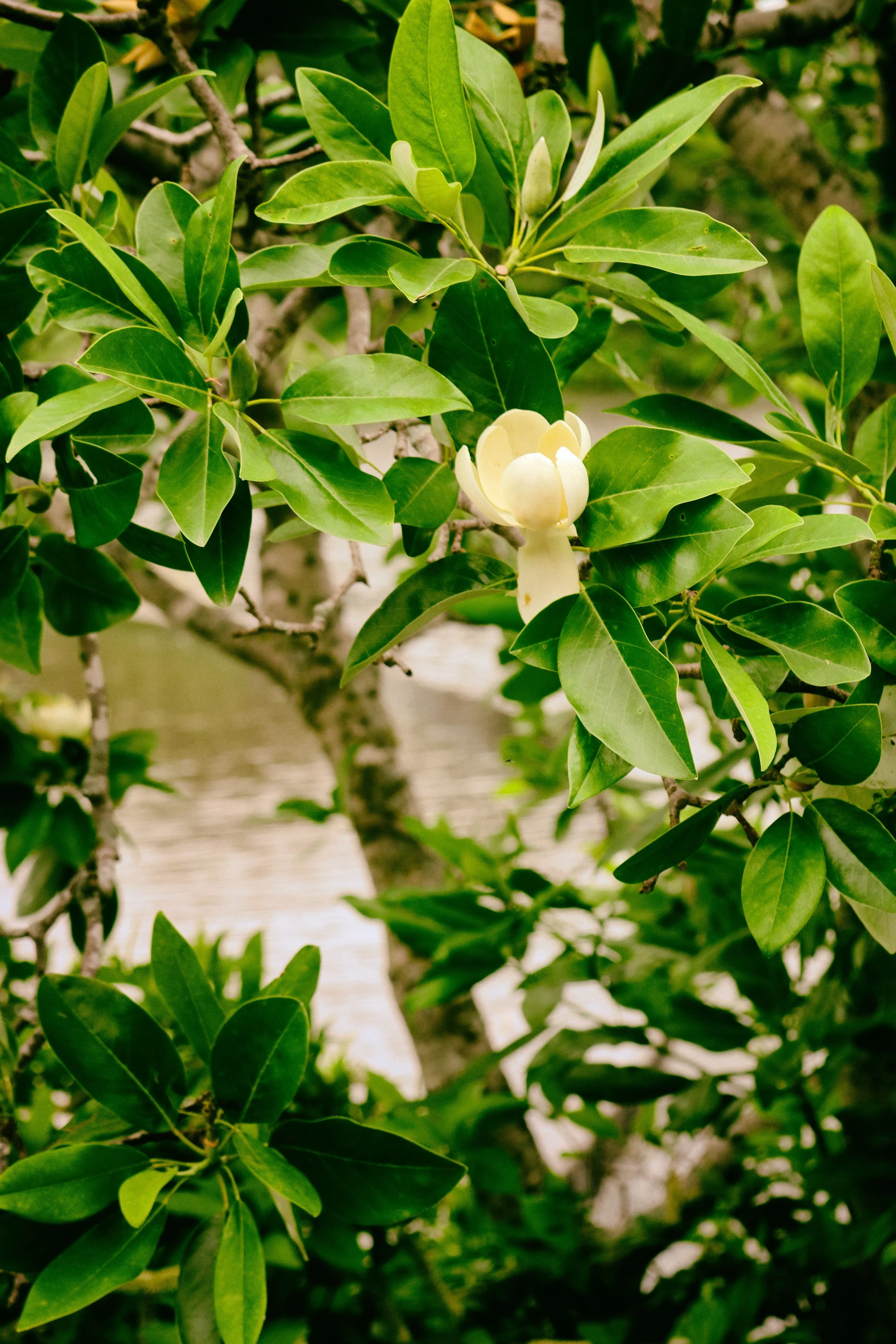 Flowers6.JPG