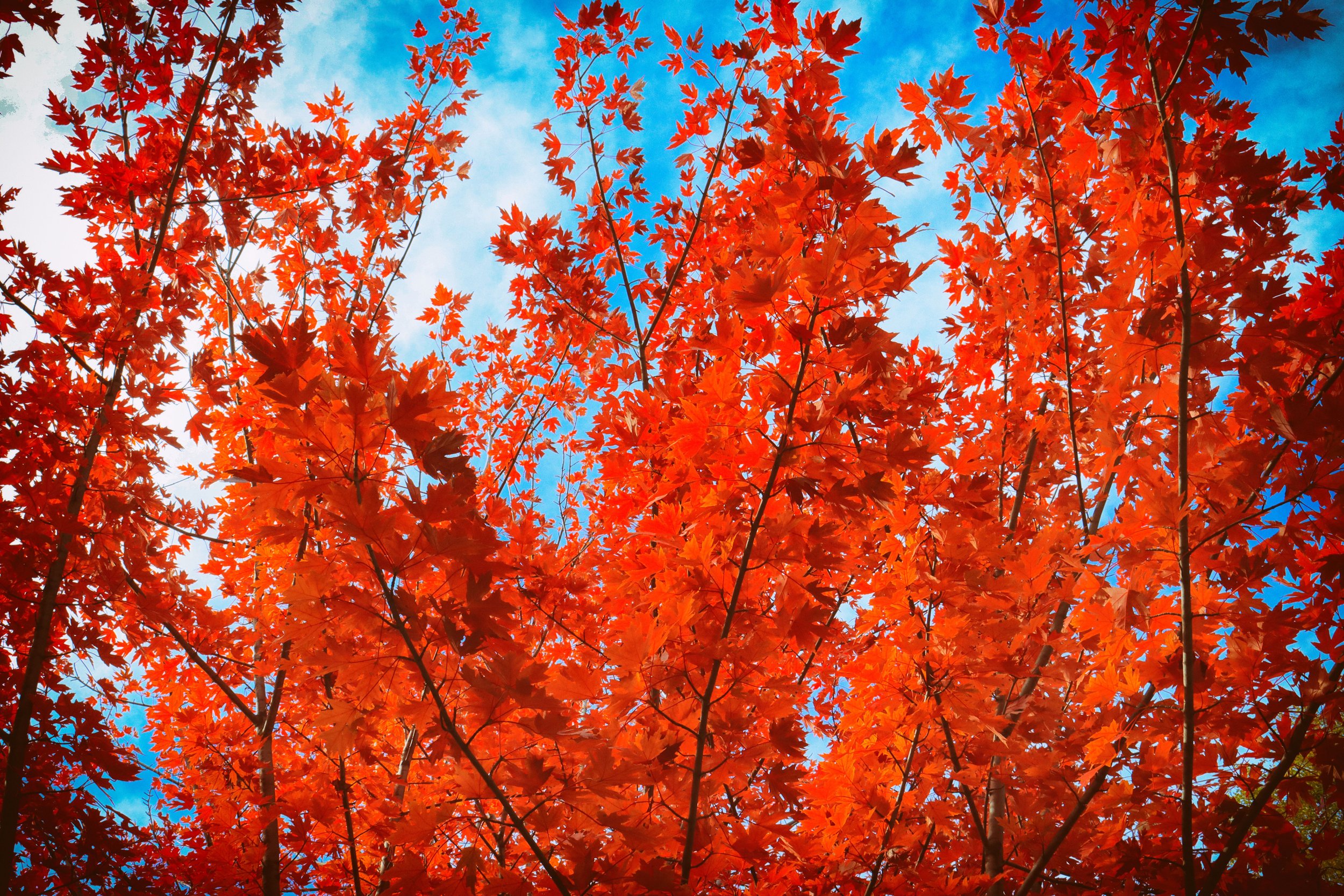 treetops2.JPG