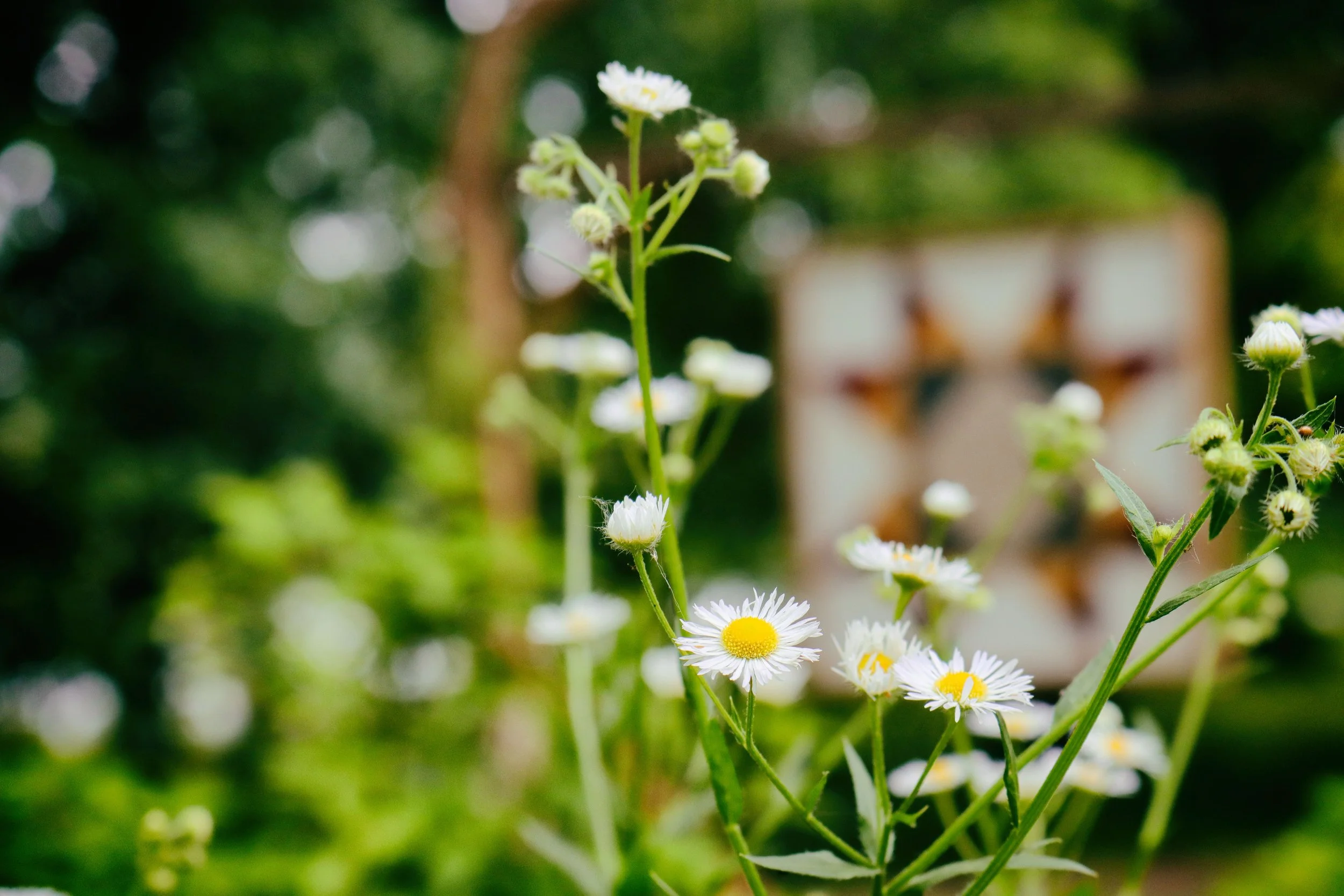 Flowers4-B.JPG