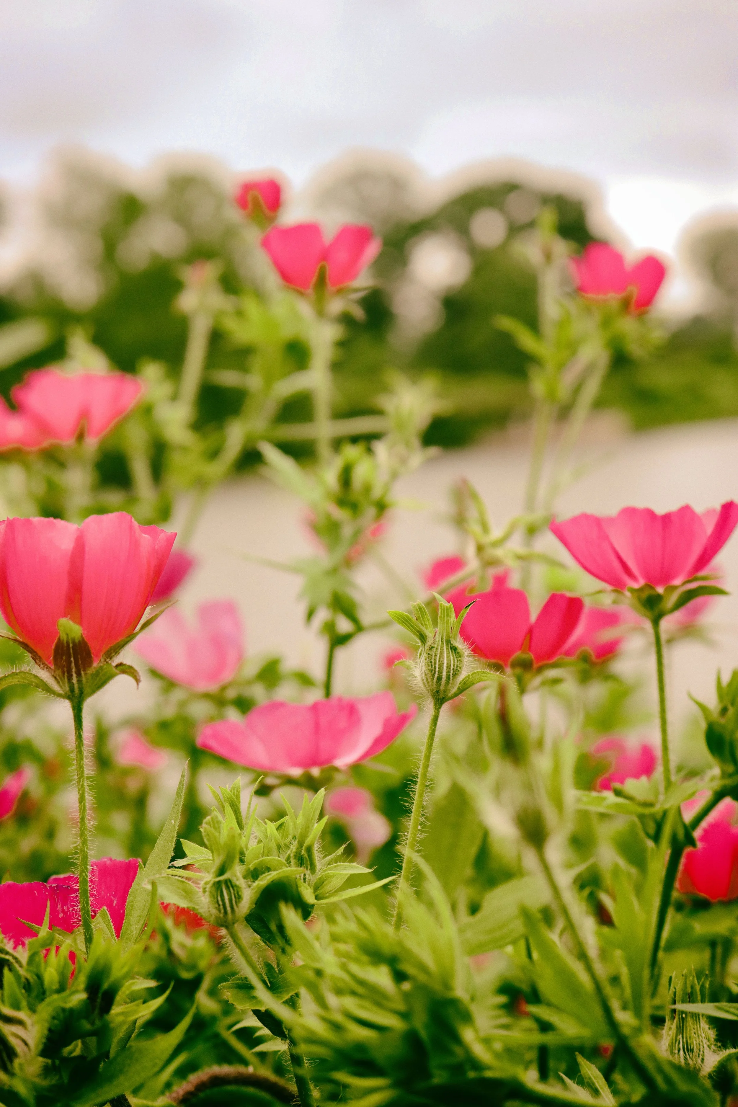 Flowers5-D.JPG