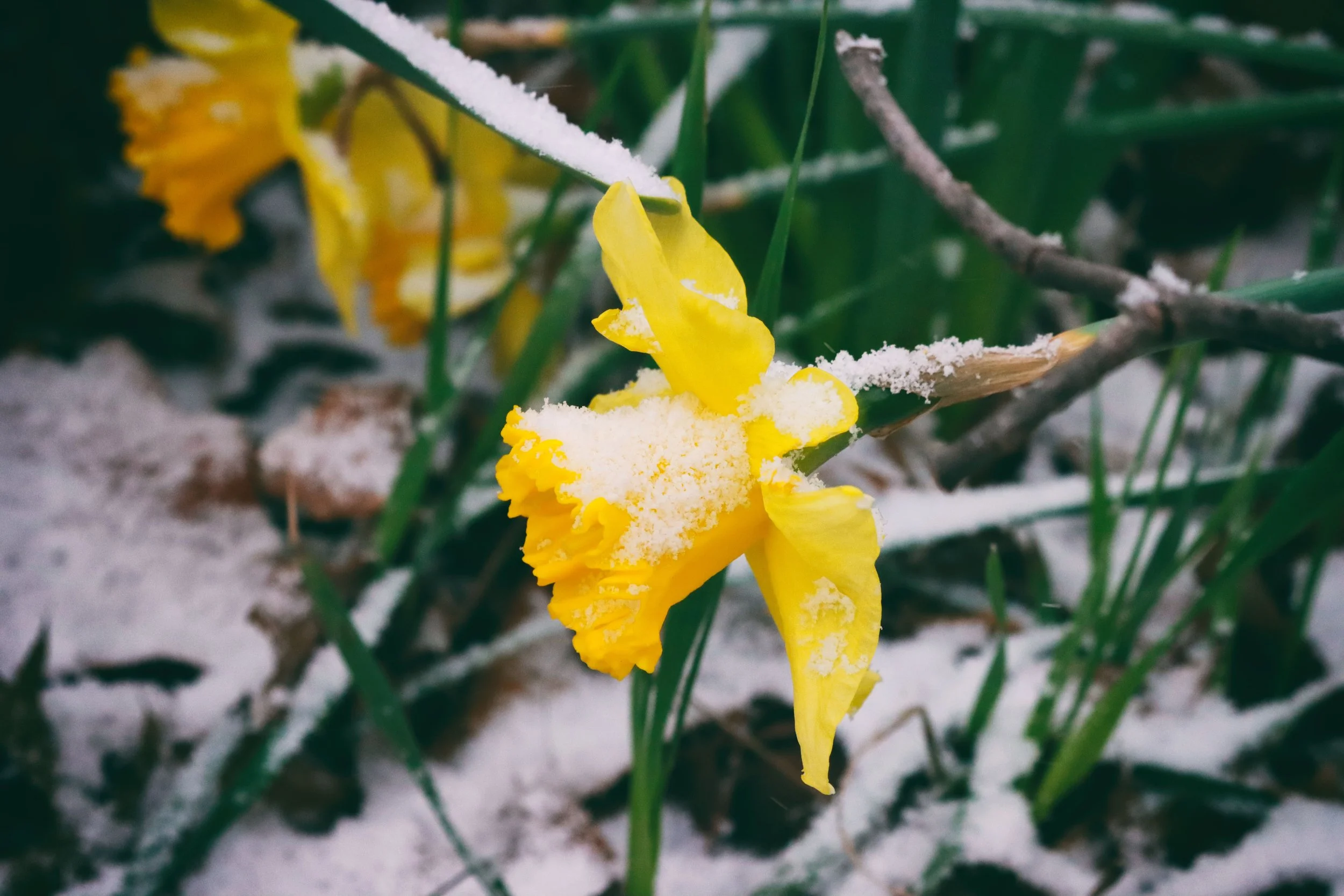 SnowFLower2.JPG