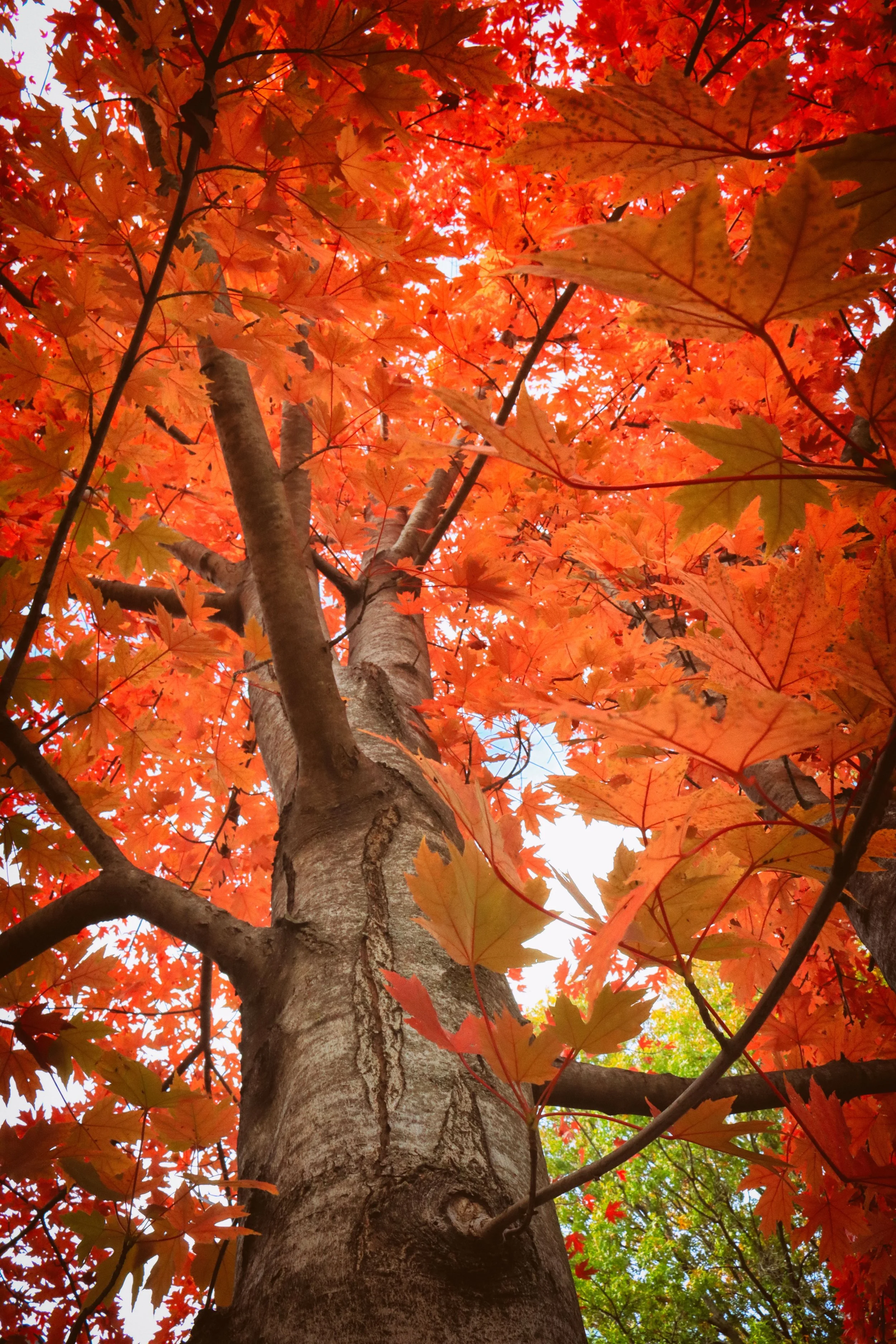 Trunk2.JPG