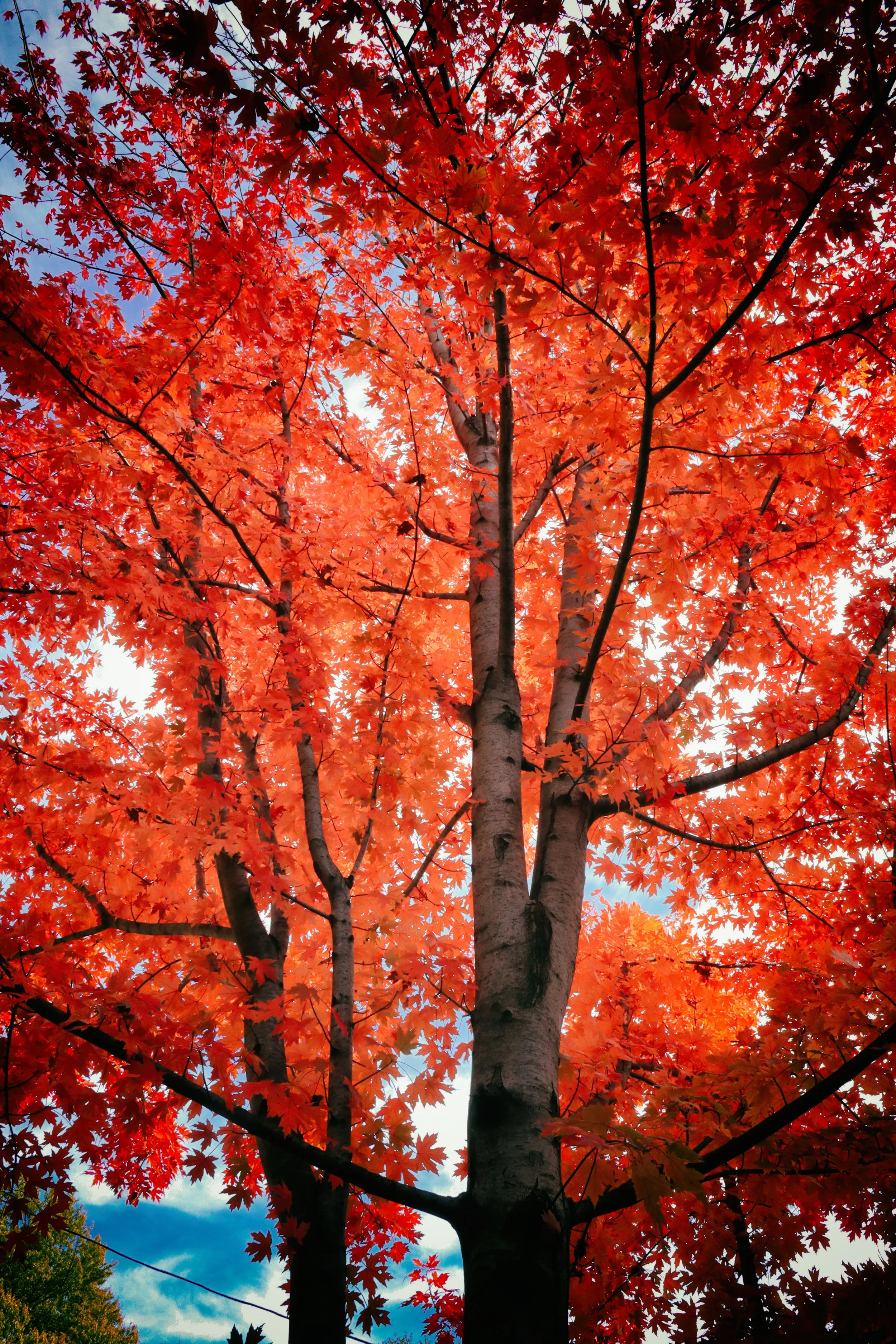 FullTree1.JPG
