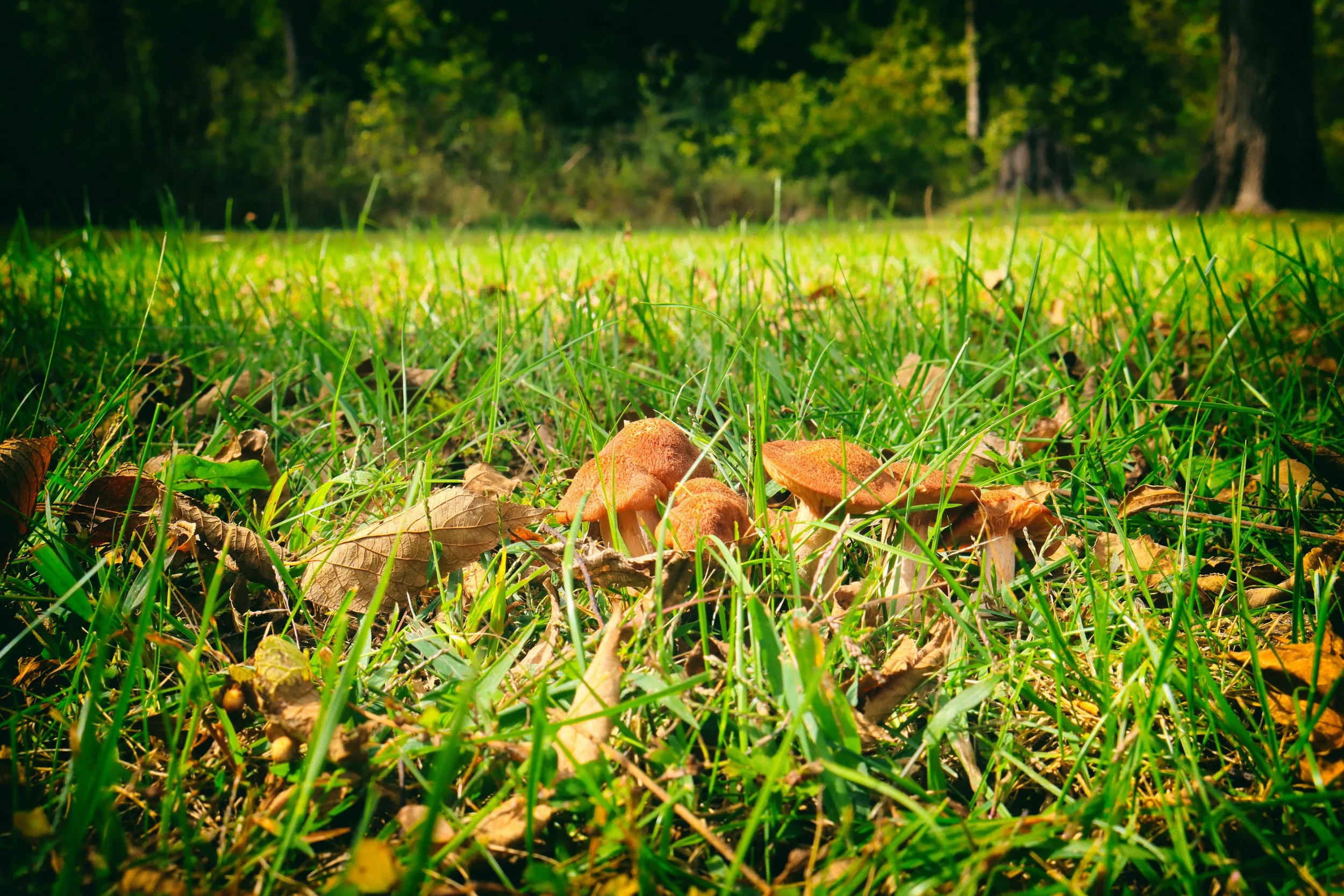 mushies1.JPG