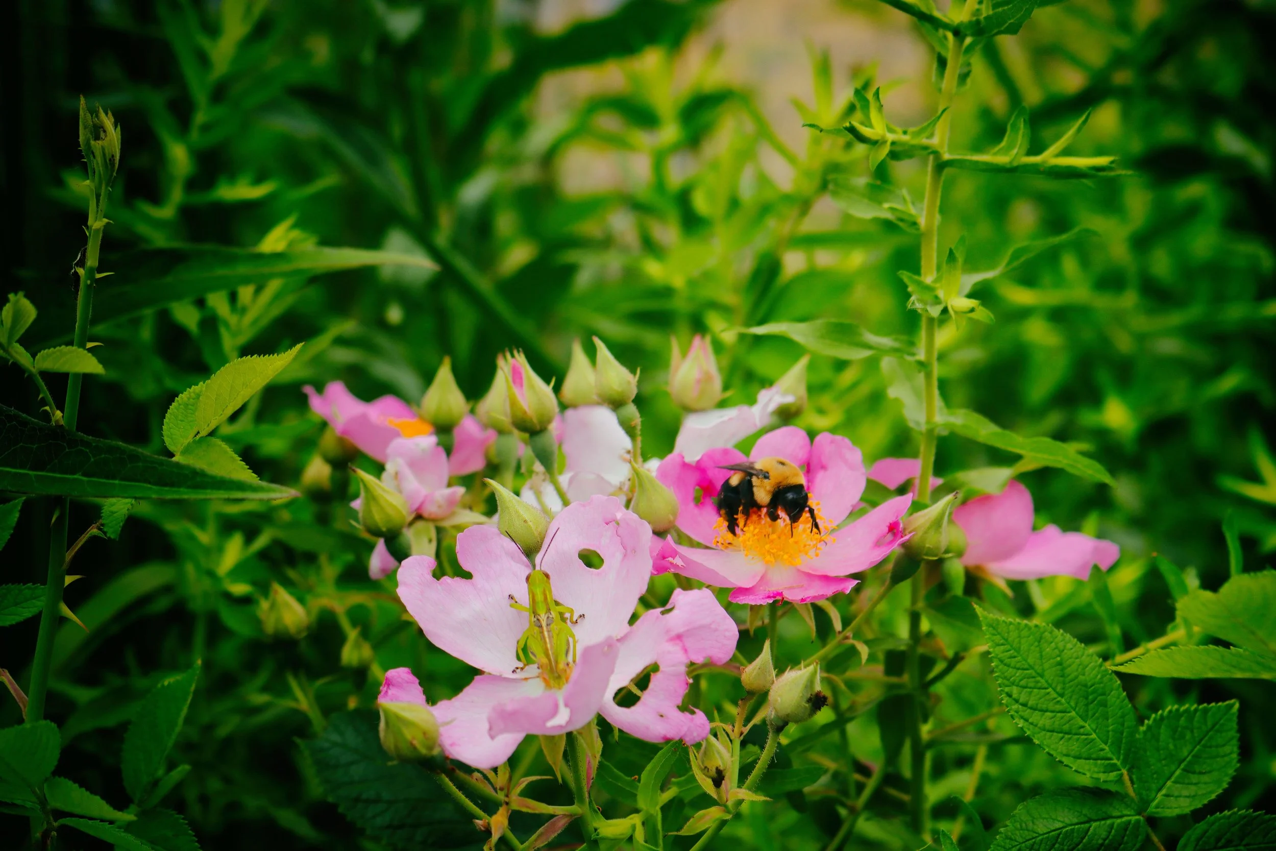 Flowers10 - BEE.JPG