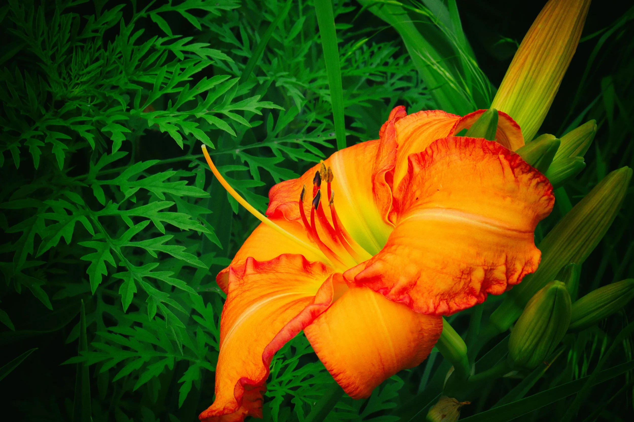 Flowers13-A.JPG