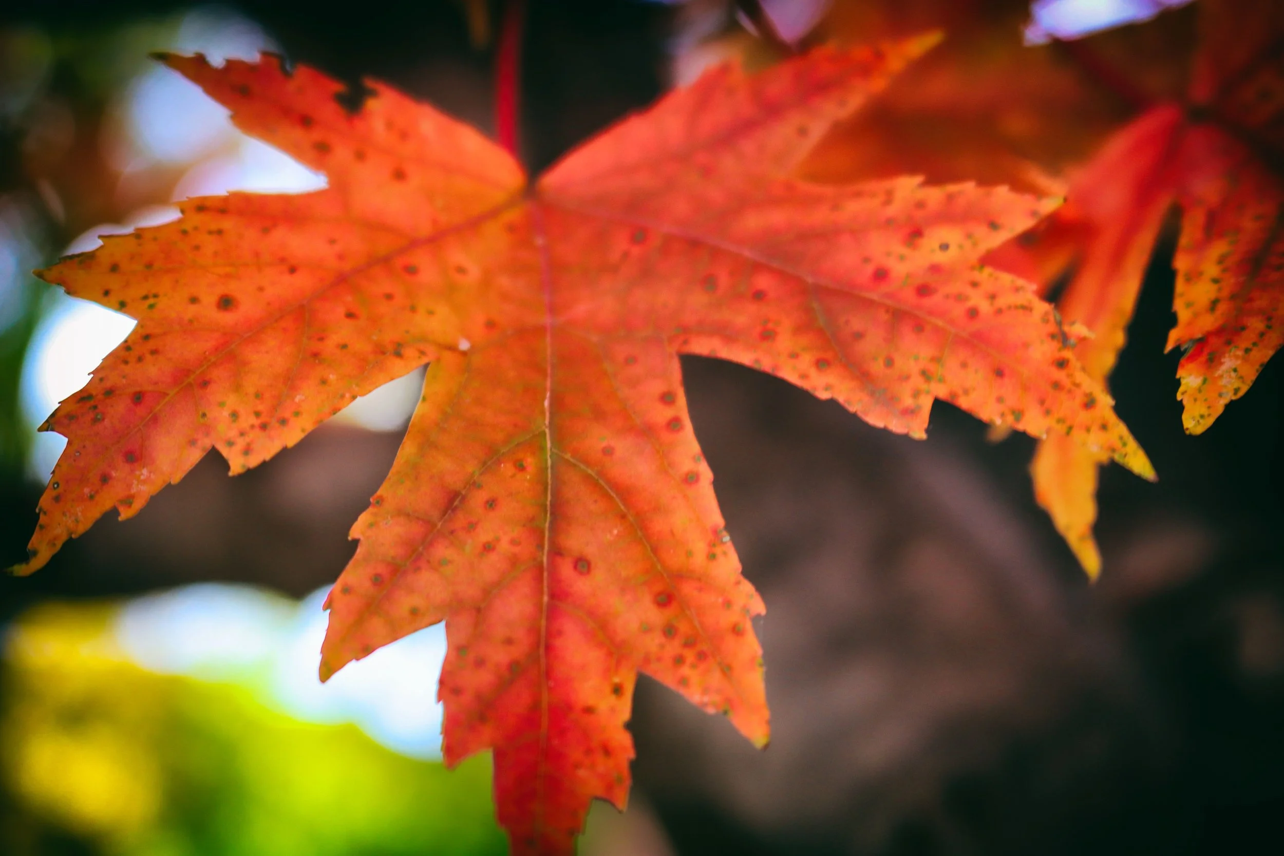 Leaf3.JPG