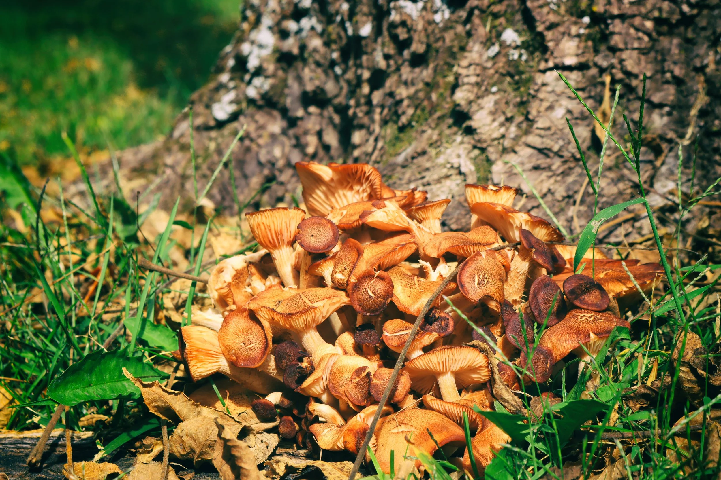 mushies2.JPG