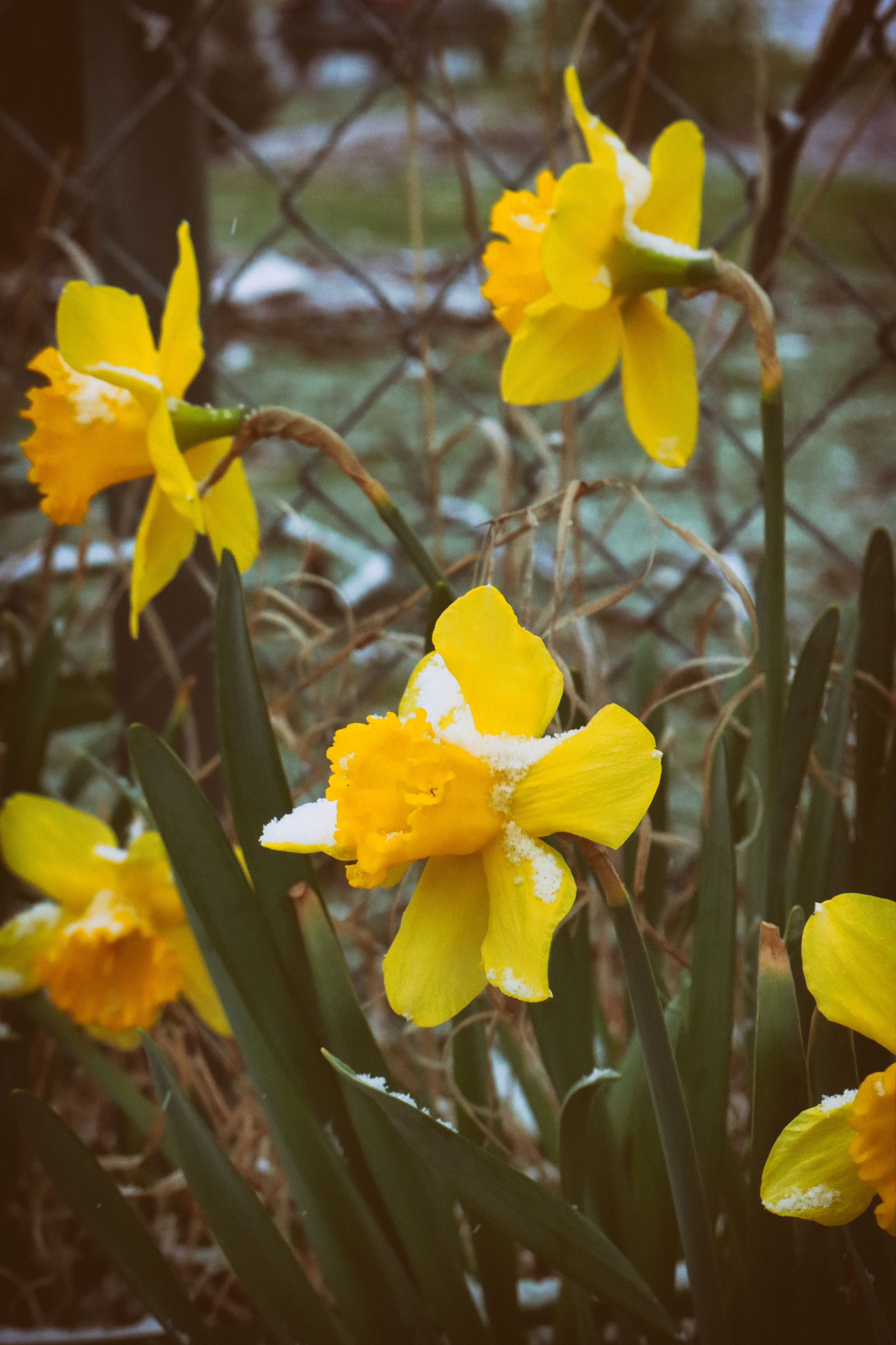 SnowFlower1.JPG